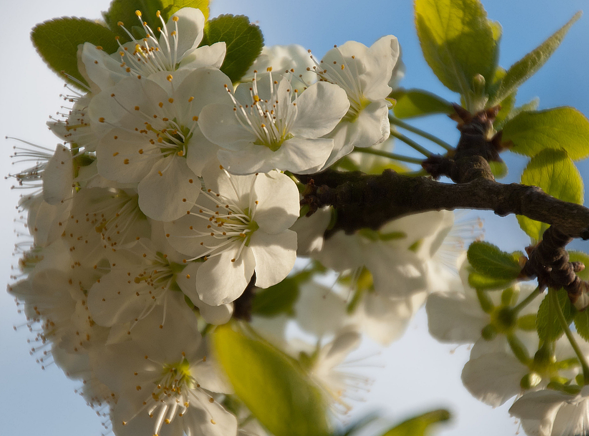Sony Alpha DSLR-A300 + DT 18-270mm F3.5-6.3 SSM sample photo. I znów zakwitły... photography