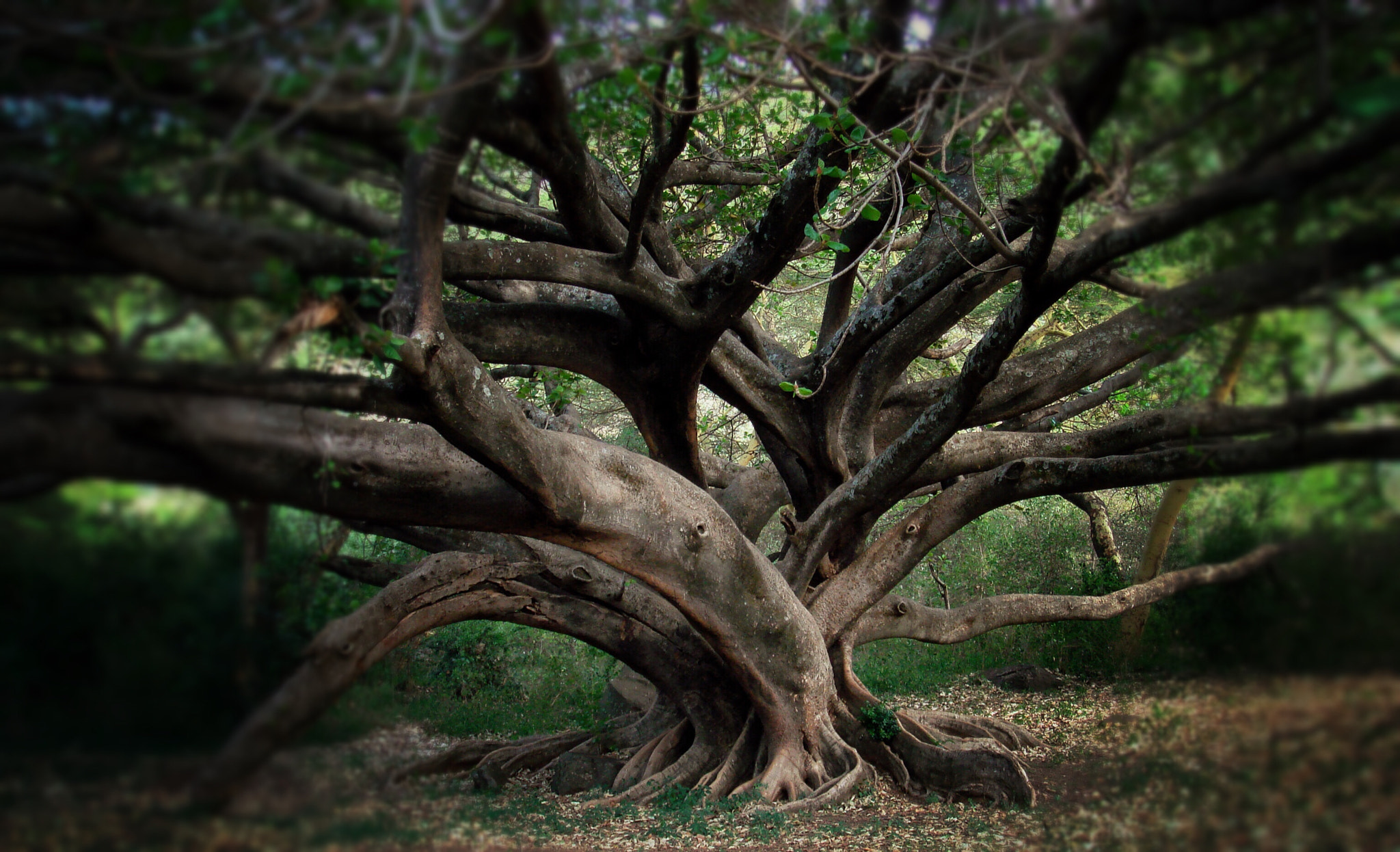 Sony DSC-T30 sample photo. Old tree reaching out photography