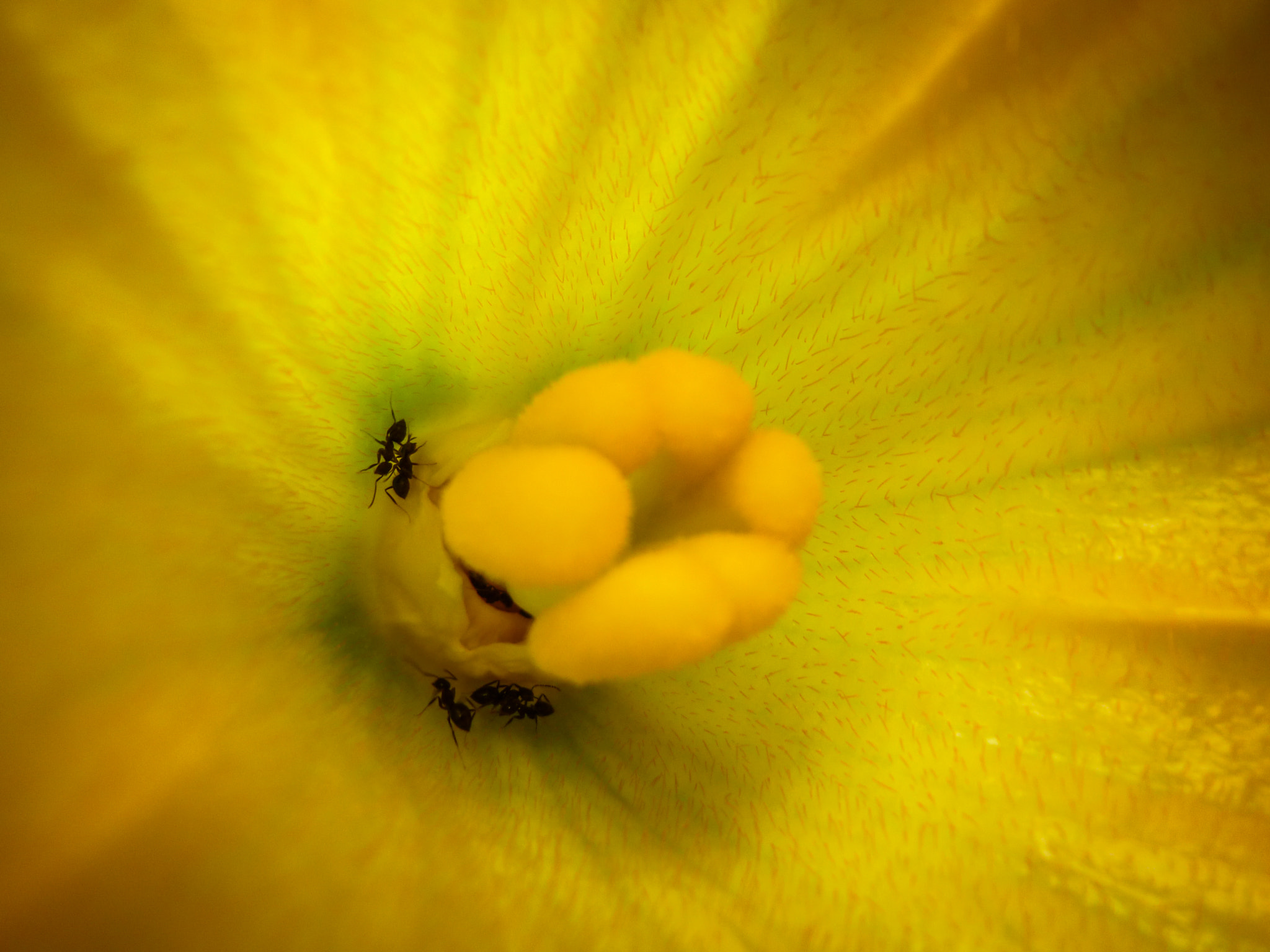 Panasonic DMC-ZR1 sample photo. Anty flower photography
