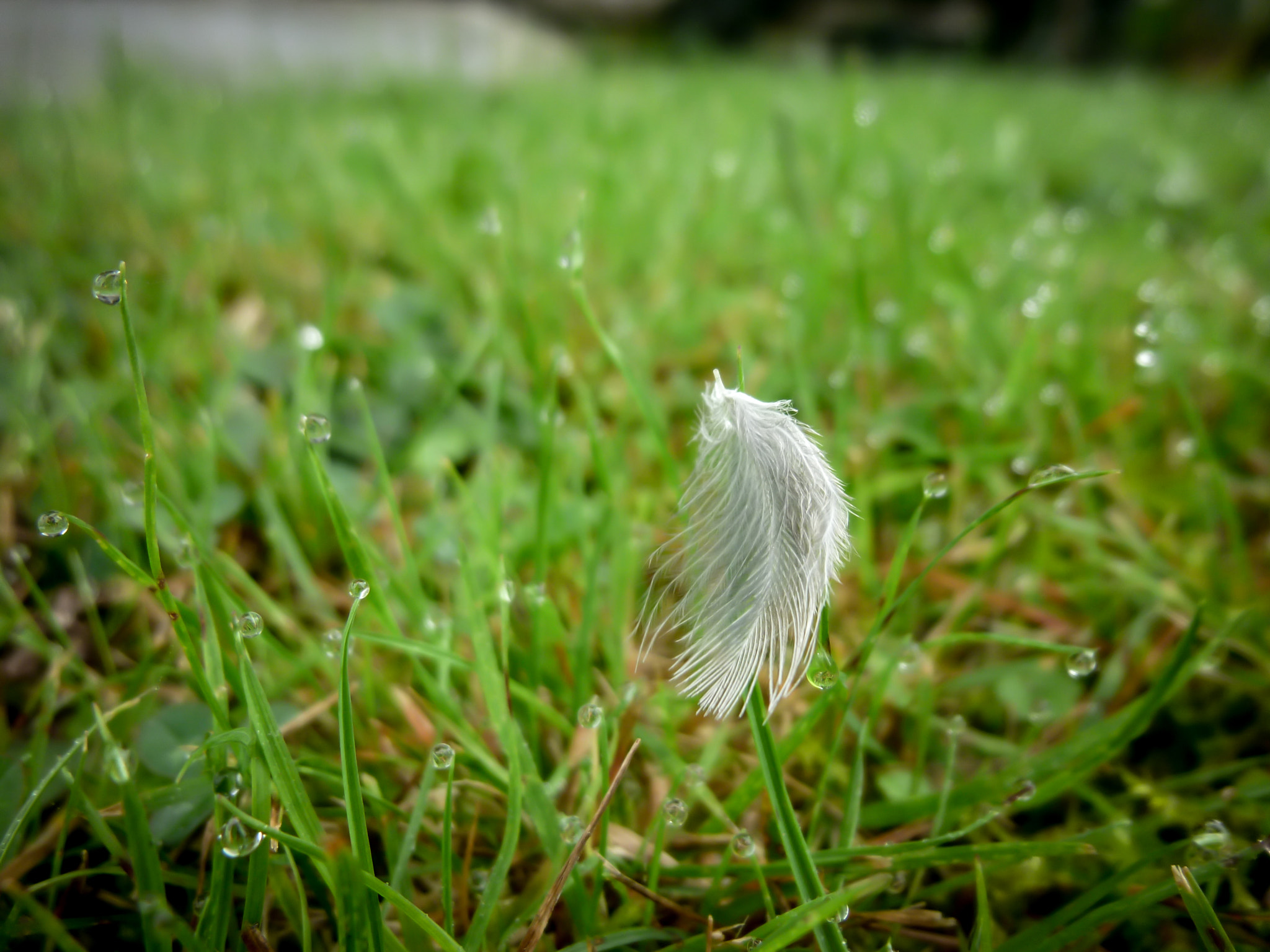 Panasonic DMC-ZR1 sample photo. Feather dew photography