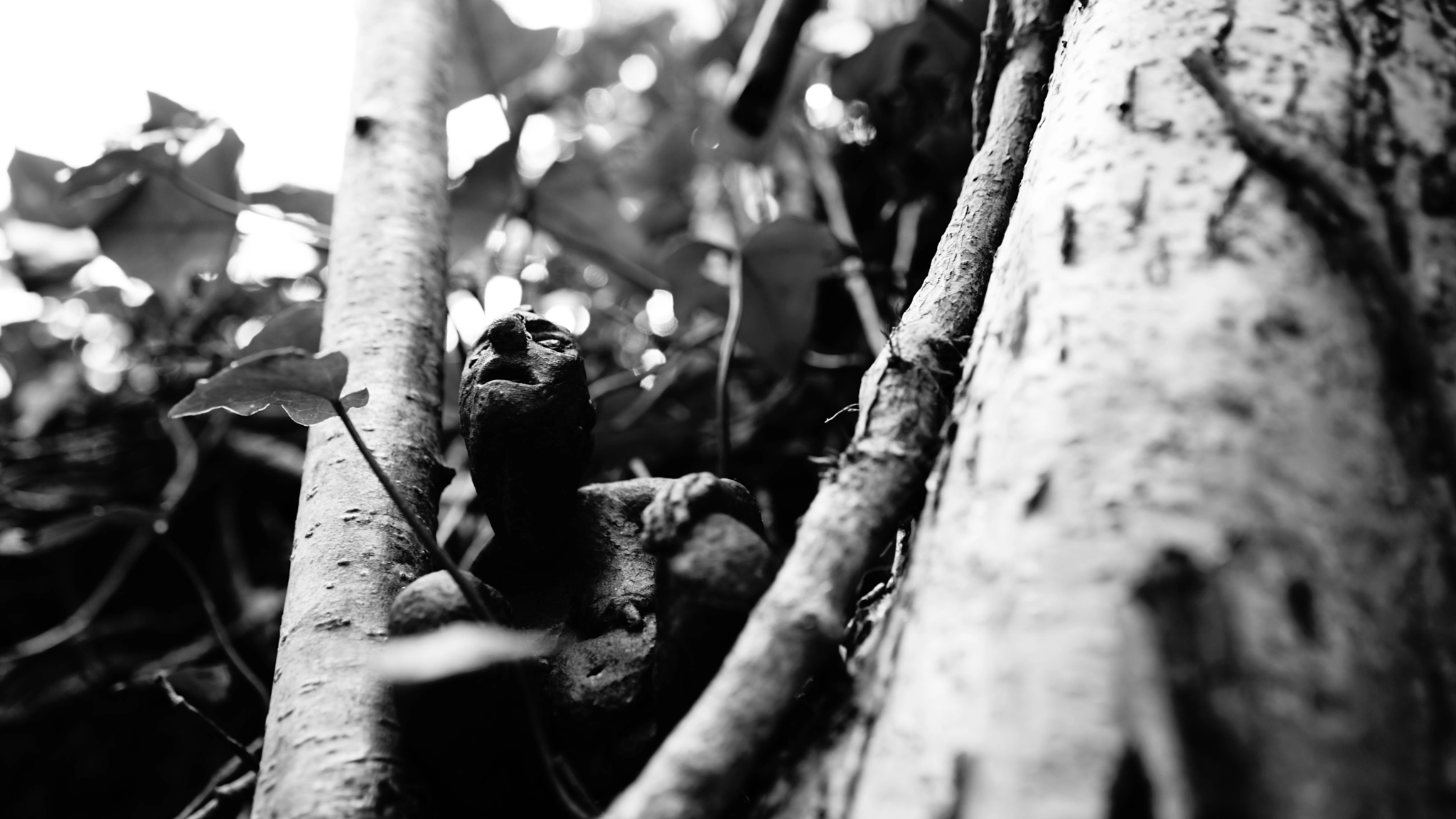 Sony a7 II + Sony FE 28mm F2 sample photo. Tree trolls photography