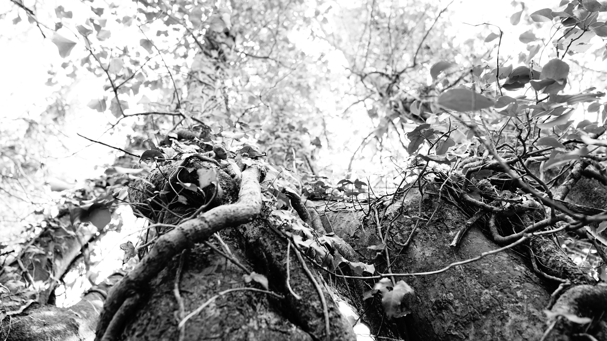 Sony a7 II + Sony FE 28mm F2 sample photo. Tree trolls photography