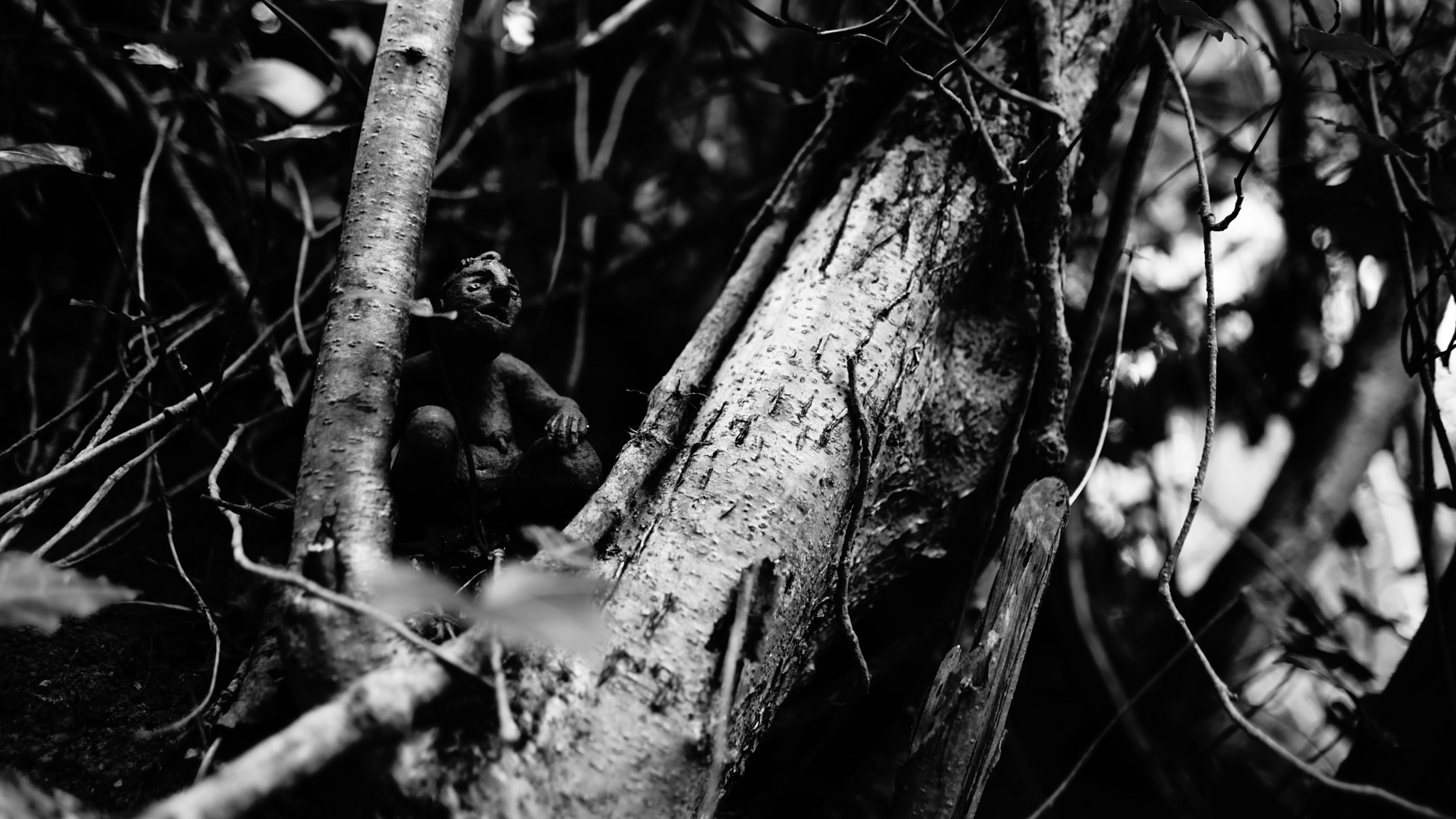 Sony a7 II + Sony FE 28mm F2 sample photo. Tree trolls photography