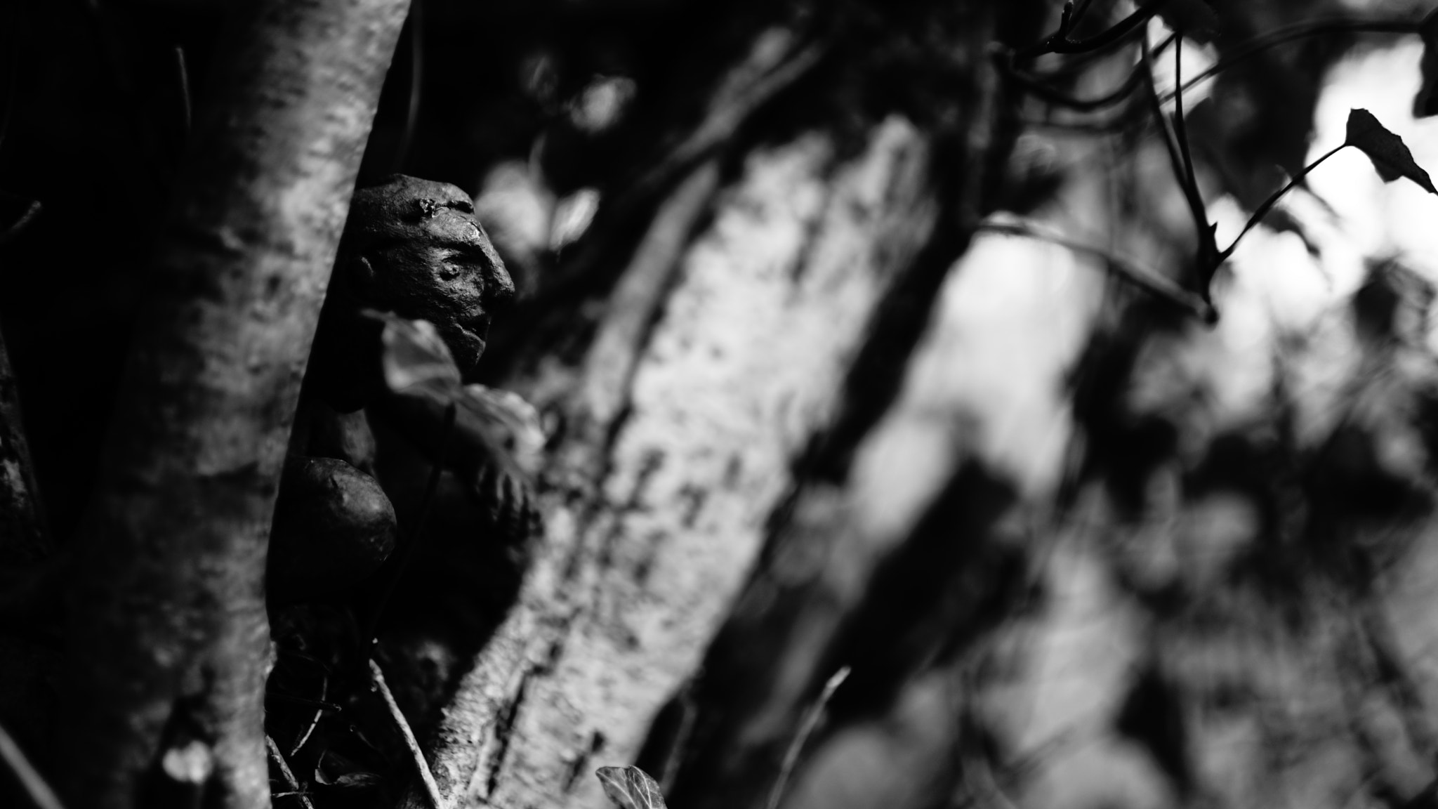 Sony a7 II + Sony FE 28mm F2 sample photo. Tree trolls photography