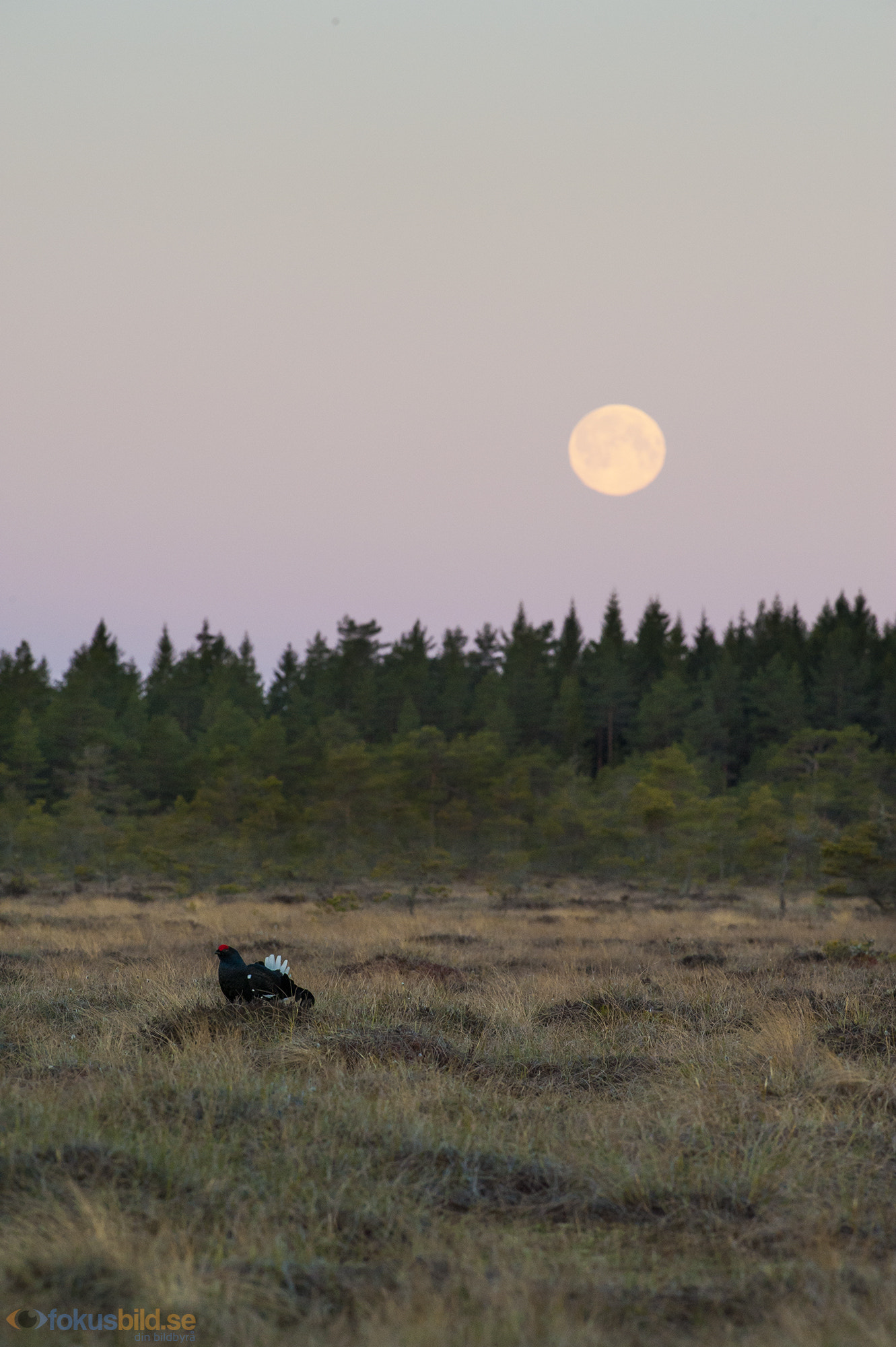 Nikon D700 + Nikon AF-S Nikkor 300mm F4D ED-IF sample photo. Black grouse and the full moon photography