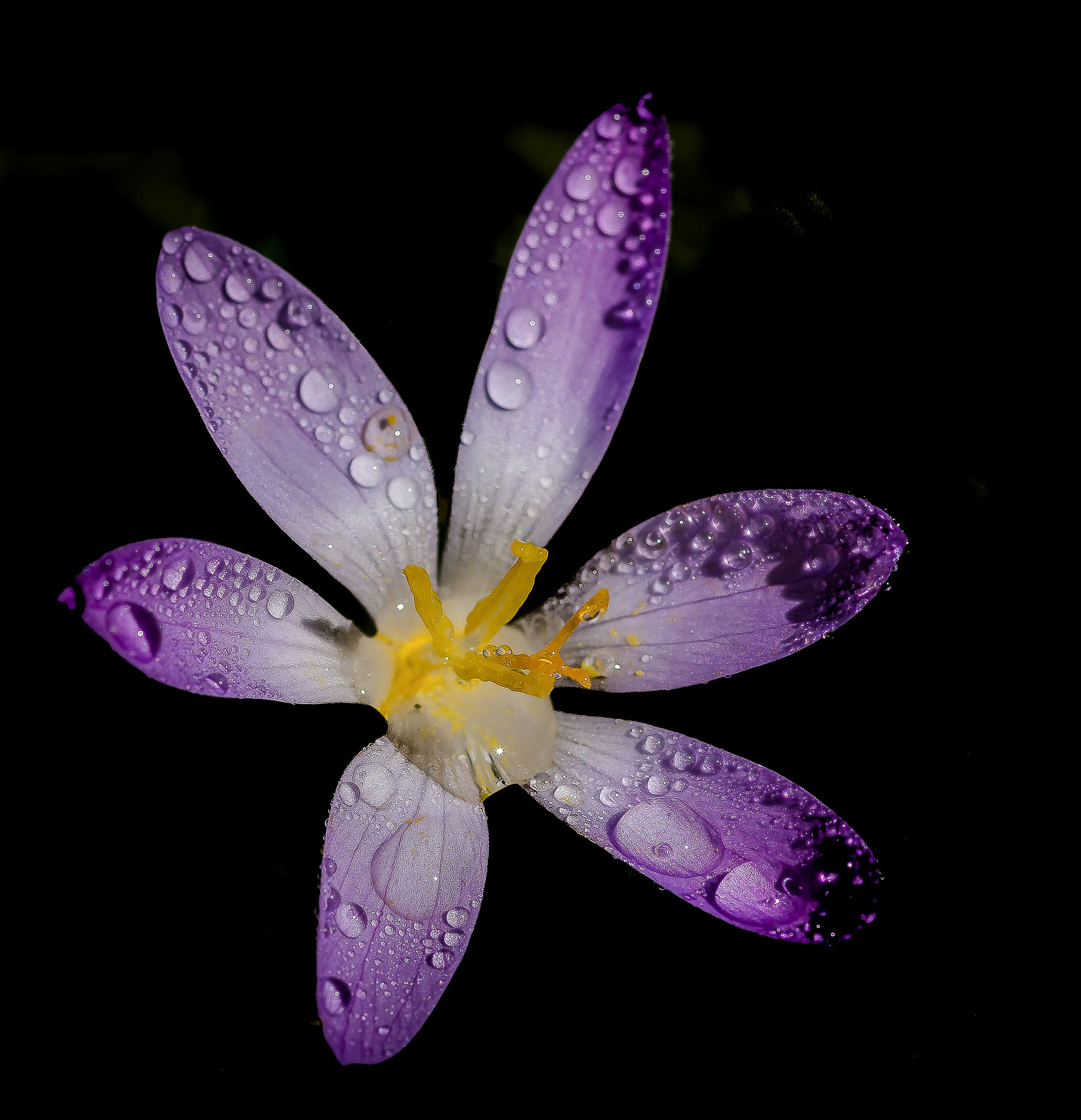 Sony SLT-A77 + Sigma 30mm F1.4 EX DC HSM sample photo. Krokus photography