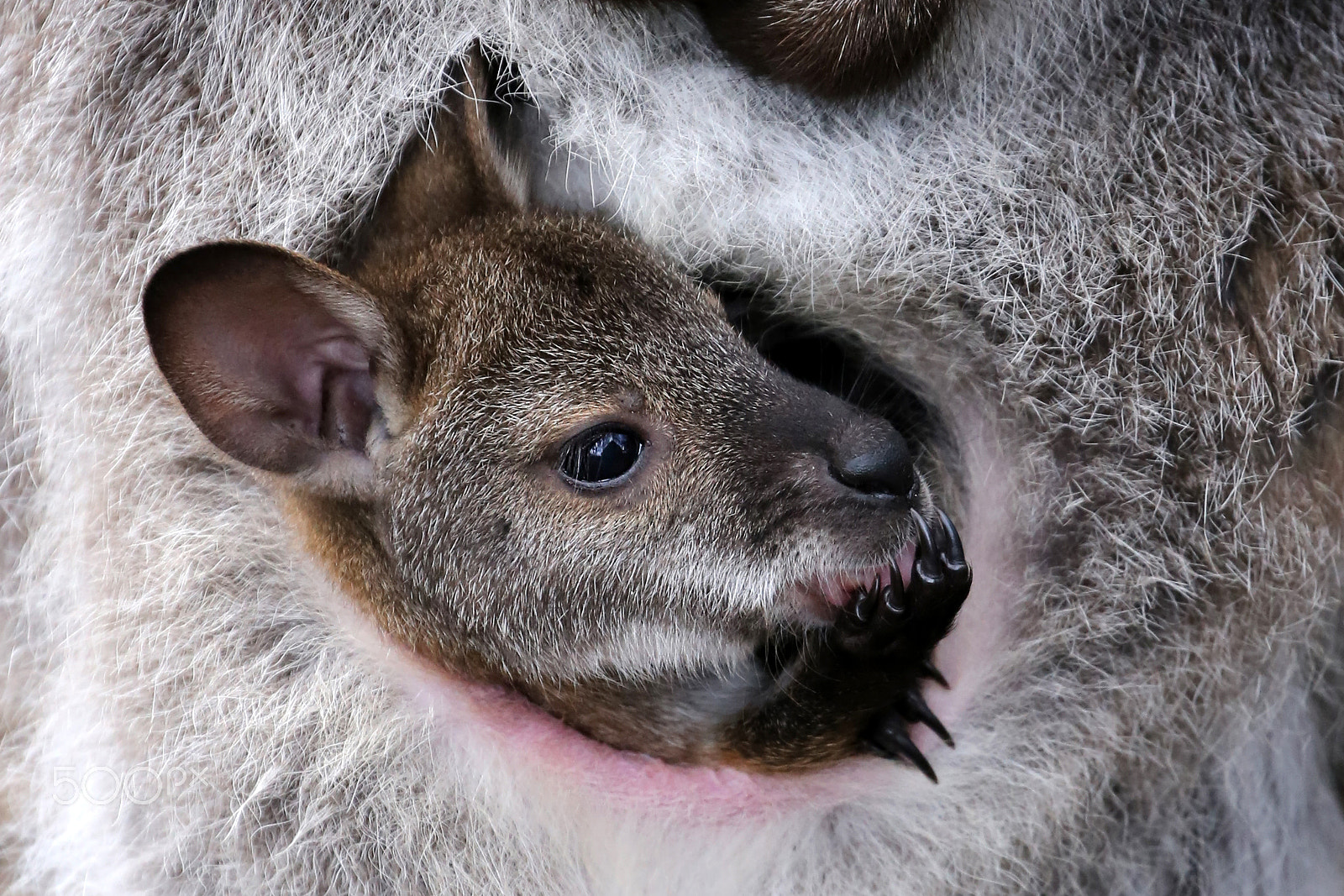 Canon EF 100-400mm F4.5-5.6L IS II USM sample photo. Red-necked wallaby photography