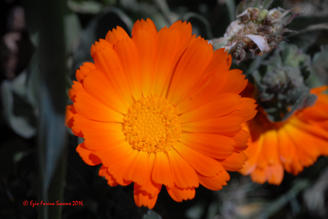 Nikon D200 + AF Micro-Nikkor 60mm f/2.8 sample photo. Appena aperto photography