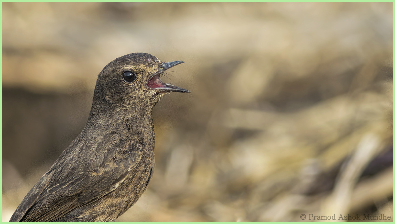 Nikon AF-S Nikkor 300mm F4D ED-IF sample photo. Pied bushchat (female) photography
