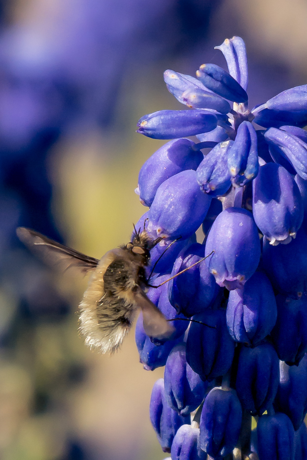 Samsung NX30 + Samsung NX 50-200mm F4-5.6 ED OIS sample photo. Wollschweber photography