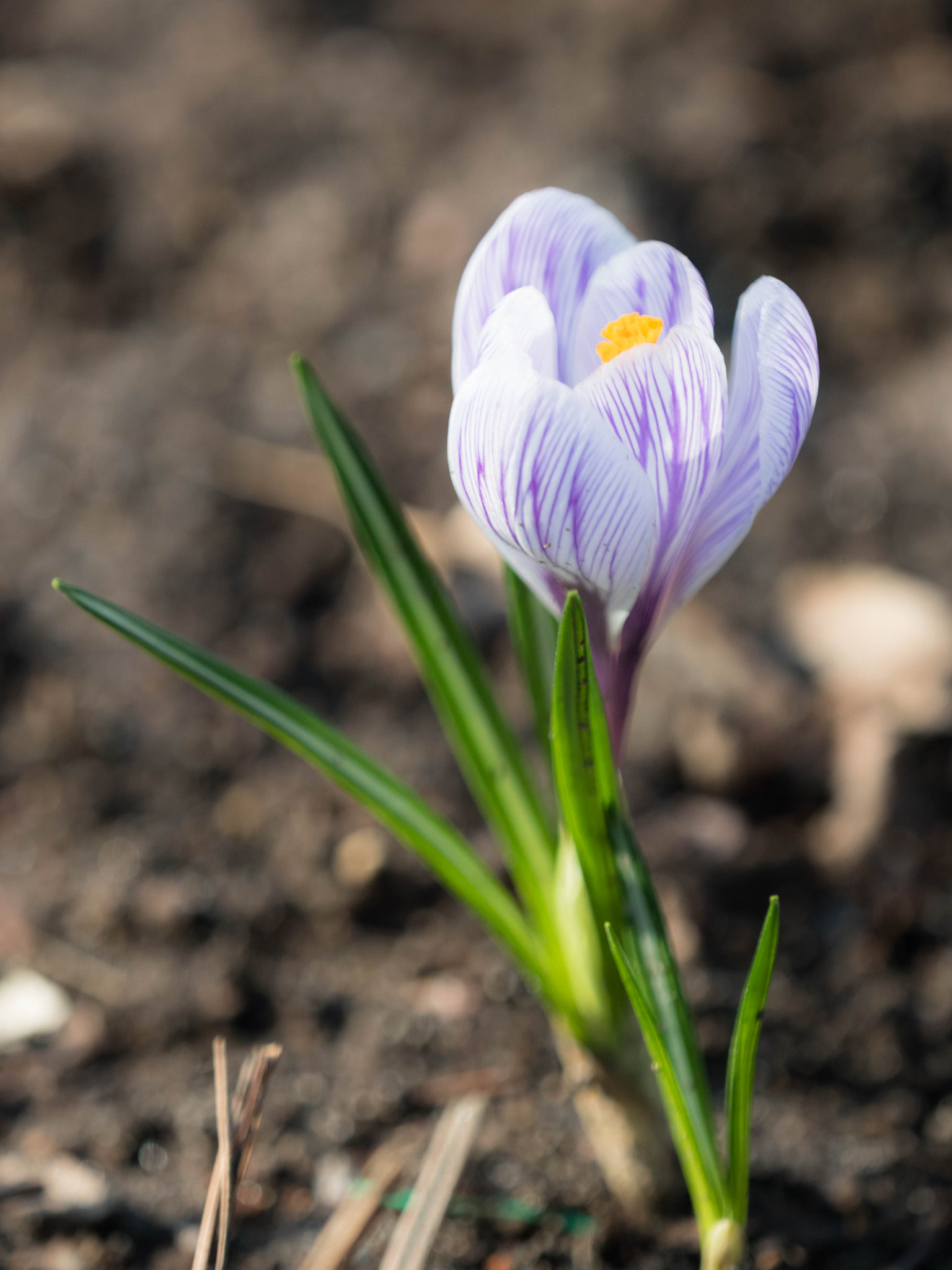 Panasonic Lumix DMC-GH4 + Olympus M.Zuiko Digital ED 40-150mm F2.8 Pro sample photo. Spring flower photography