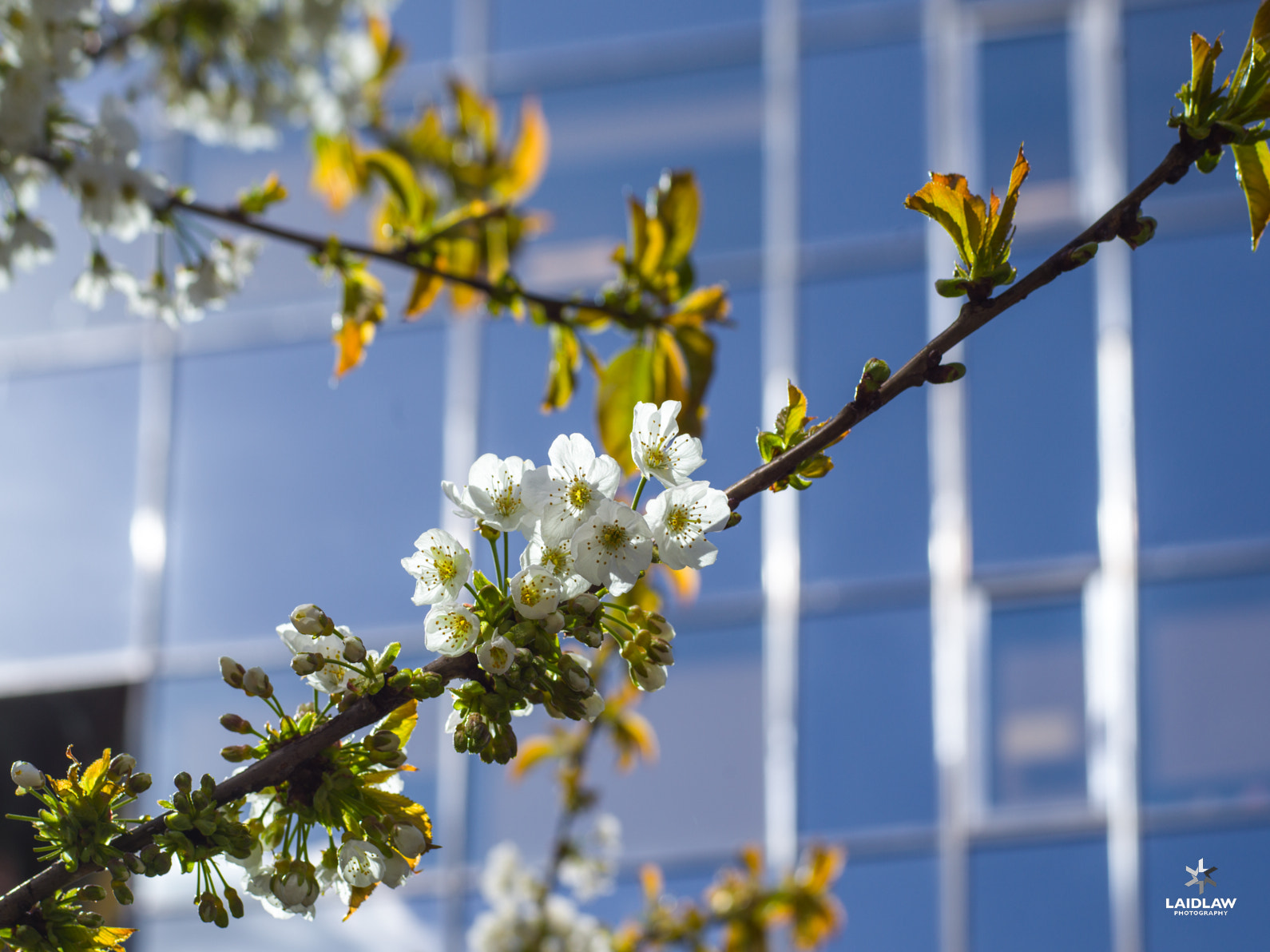 Hasselblad H6D-50C + HC 80 sample photo. White cherry blossom photography