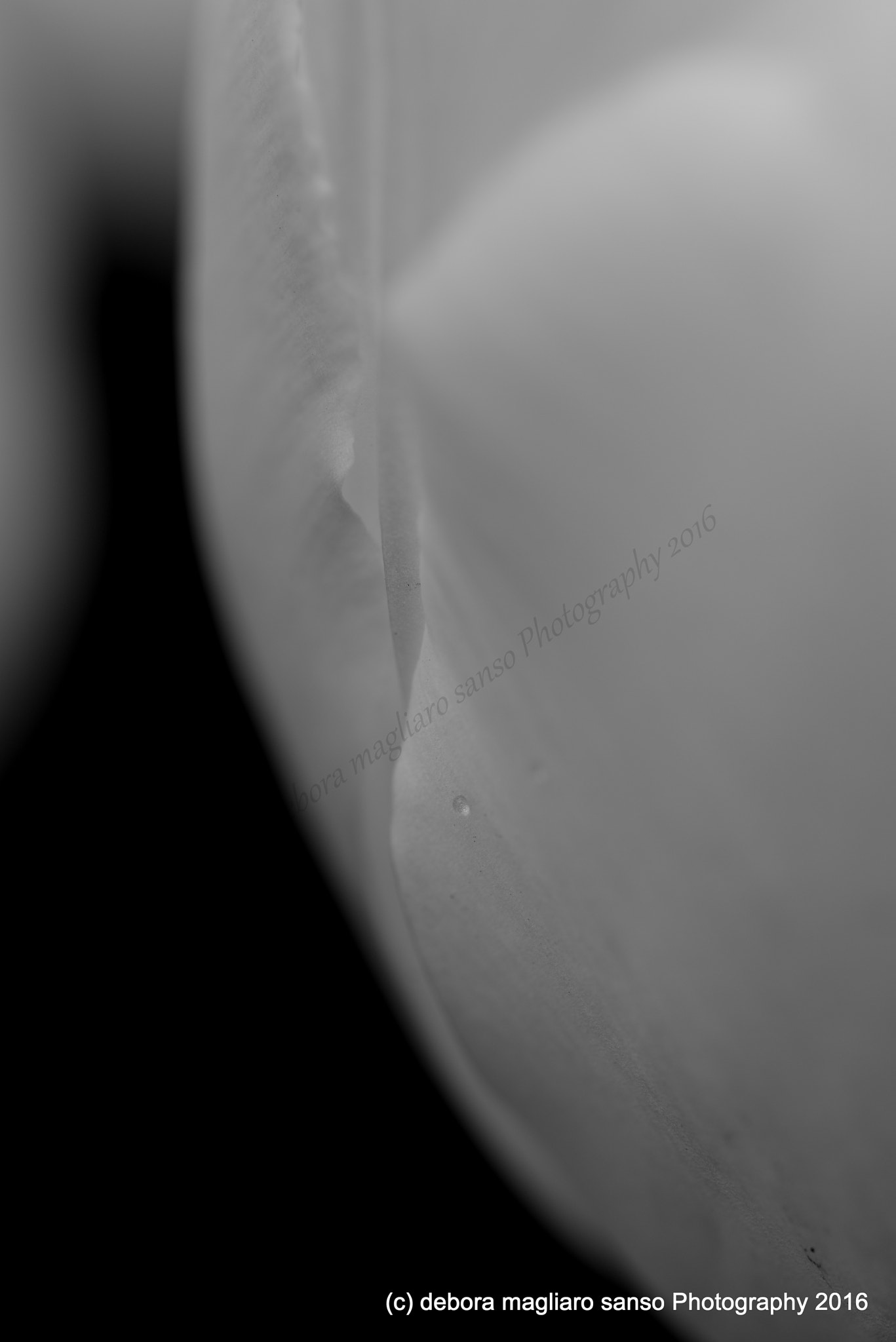 Nikon D610 + Nikon AF Micro-Nikkor 60mm F2.8D sample photo. Simplicity photography