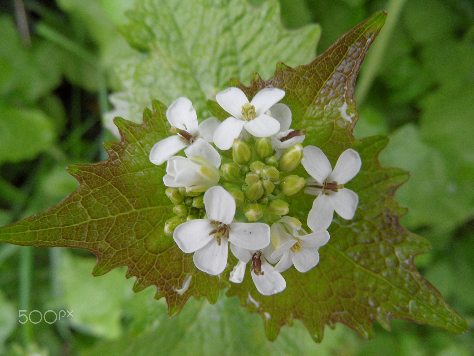 Samsung WB650 / VLUU WB650 /  WB660 sample photo. Garlic mustard photography