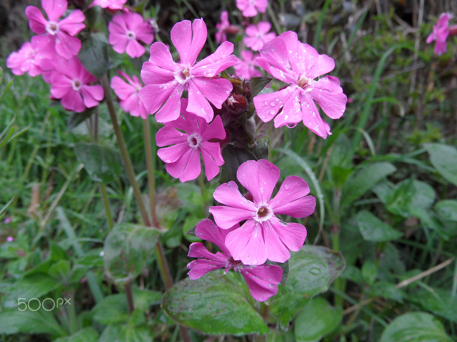 Samsung WB650 / VLUU WB650 /  WB660 sample photo. Red campion photography