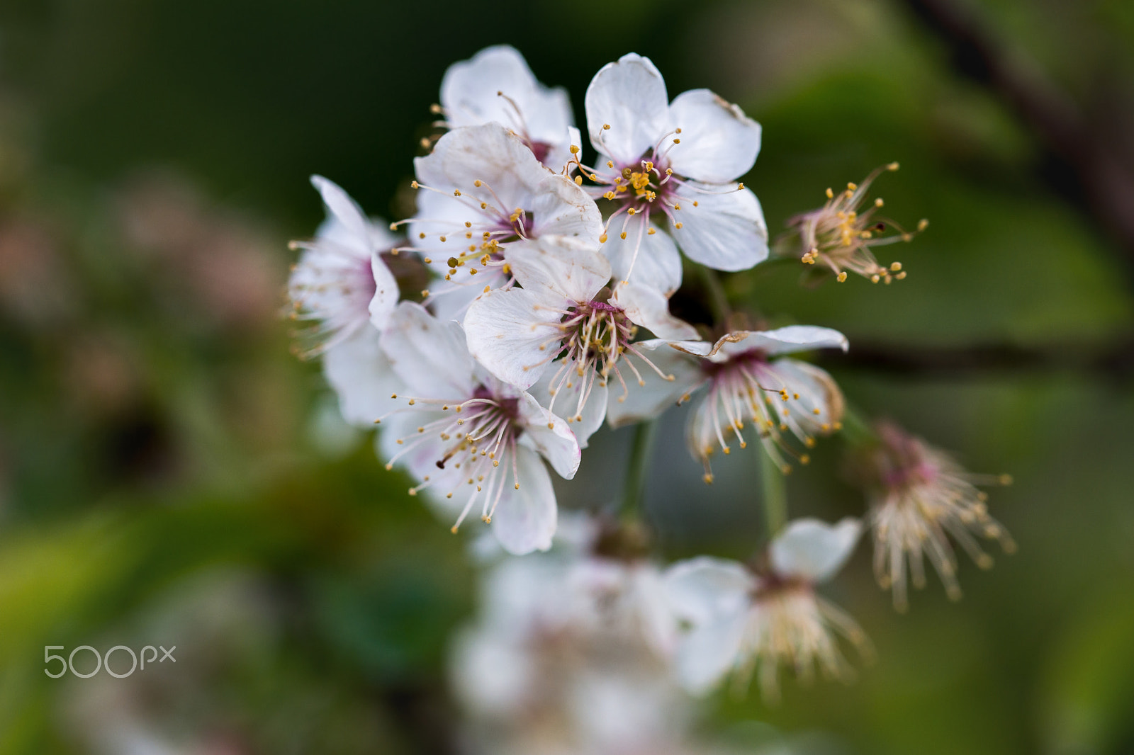 Sony a99 II + 105mm F2.8 sample photo. Cerry blossoms photography