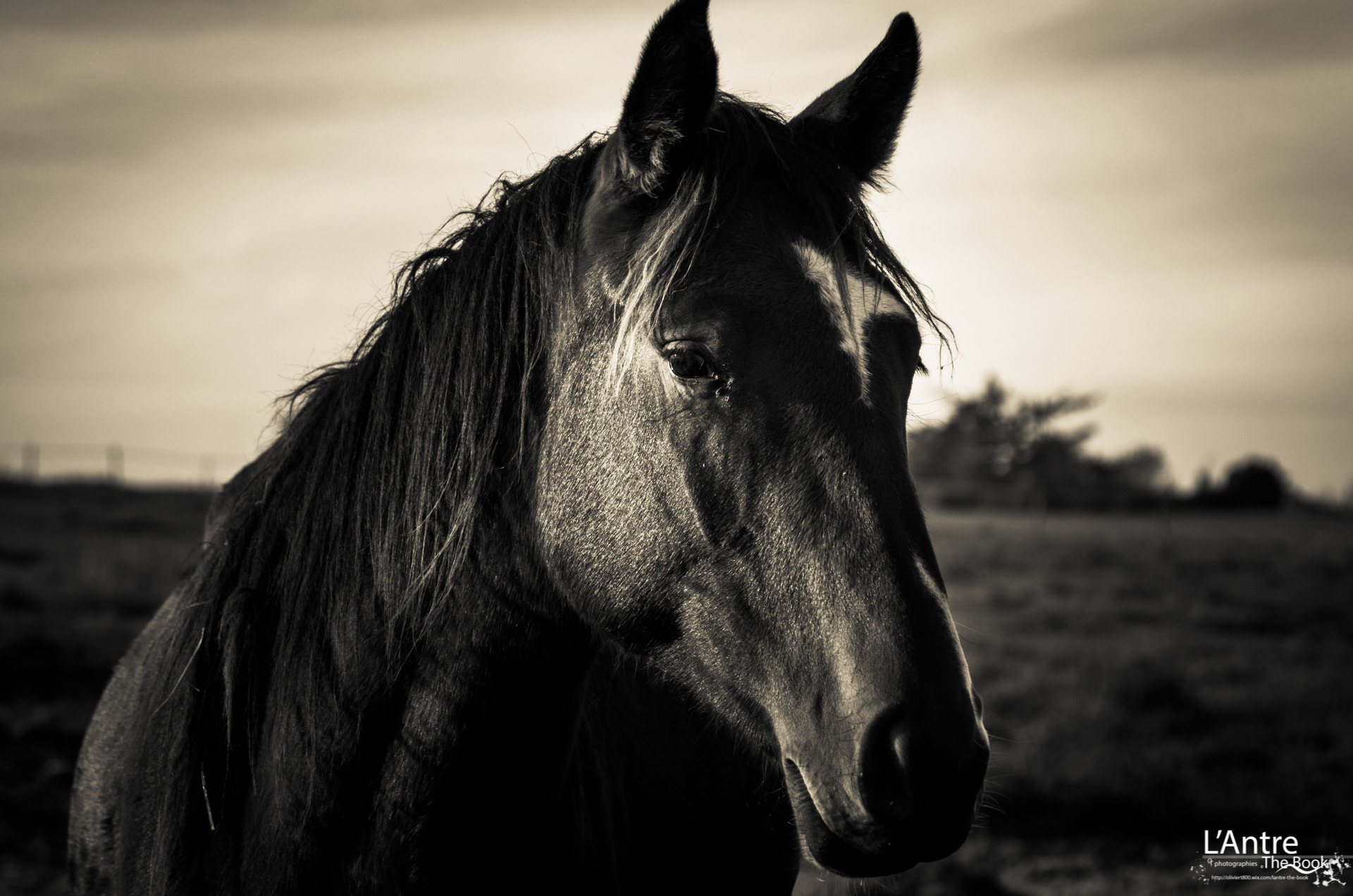 Pentax K-5 II + Sigma sample photo. Le regarde d'un cheval photography