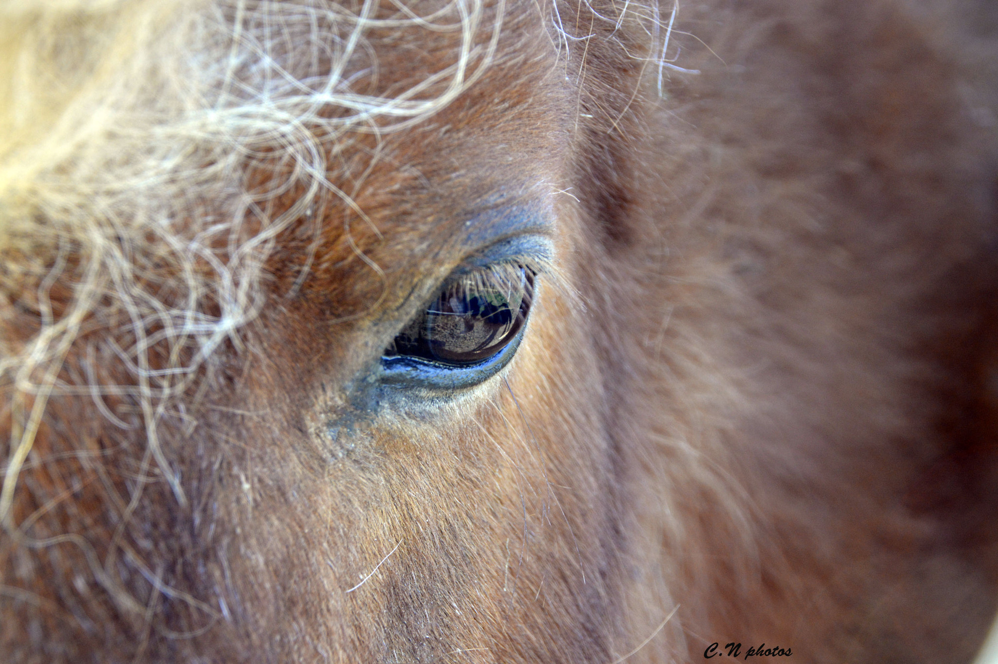 Nikon D3200 + Sigma 18-50mm F2.8 EX DC Macro sample photo. Douceur photography