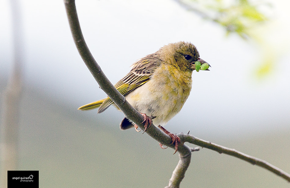 Canon EF 70-300mm F4-5.6L IS USM sample photo. Comiendo verde photography