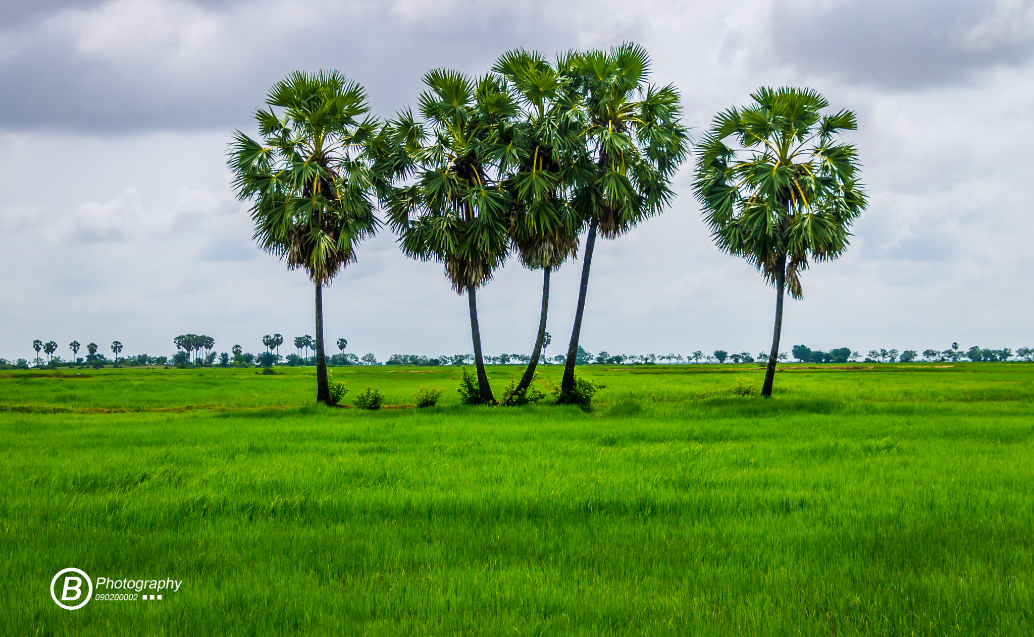 Canon EF-S 18-135mm F3.5-5.6 IS STM sample photo. Cambodia palm tree photography