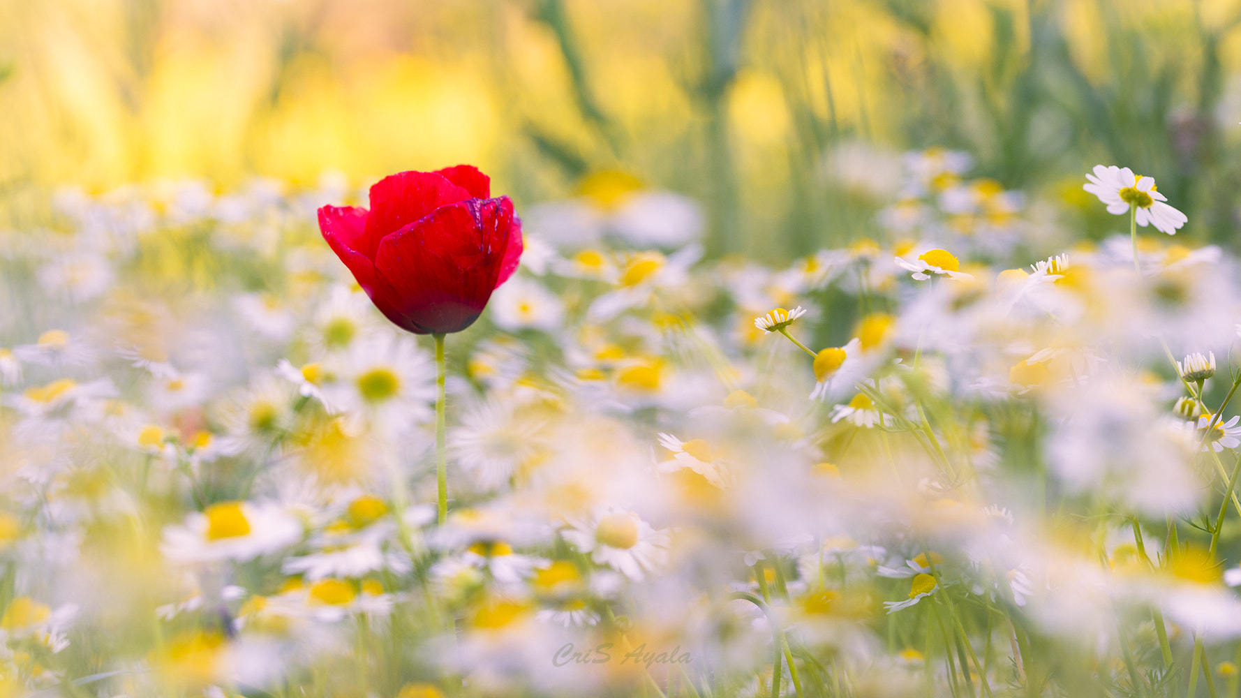 Nikon D4 sample photo. Spring dressings photography