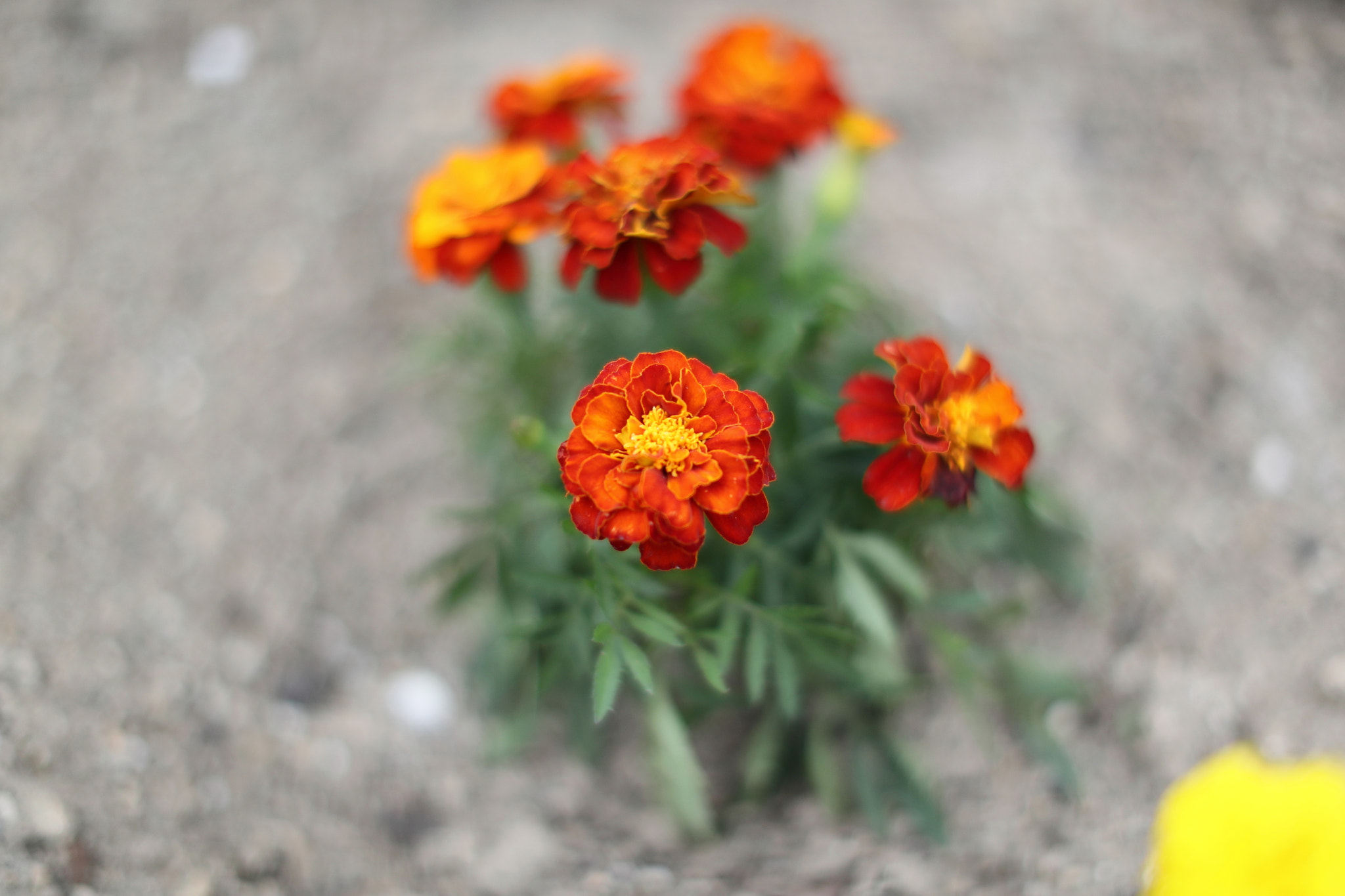 Canon EF 50mm F1.2L USM sample photo. Marigolds photography