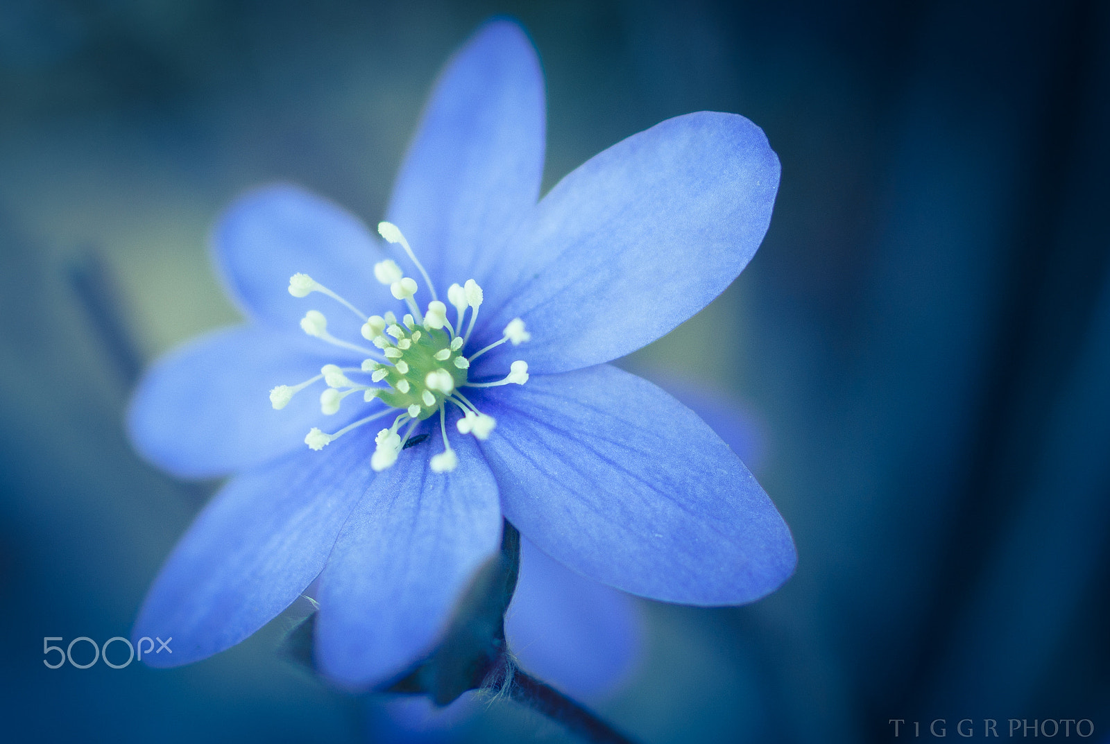 Samsung NX30 + Samsung NX 60mm F2.8 Macro ED OIS SSA sample photo. Sweet blue photography