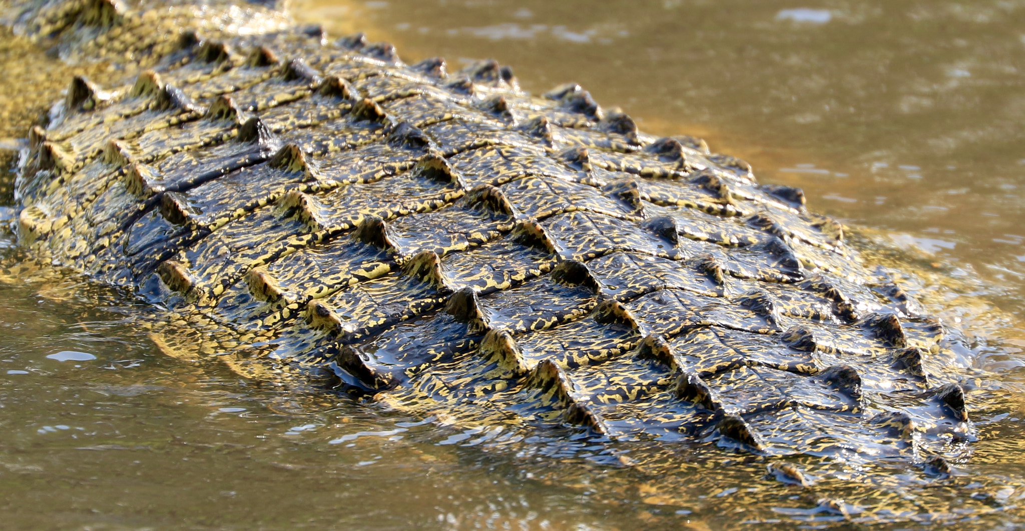 Canon EF 70-300mm F4-5.6L IS USM sample photo. Crocodile on zambese photography