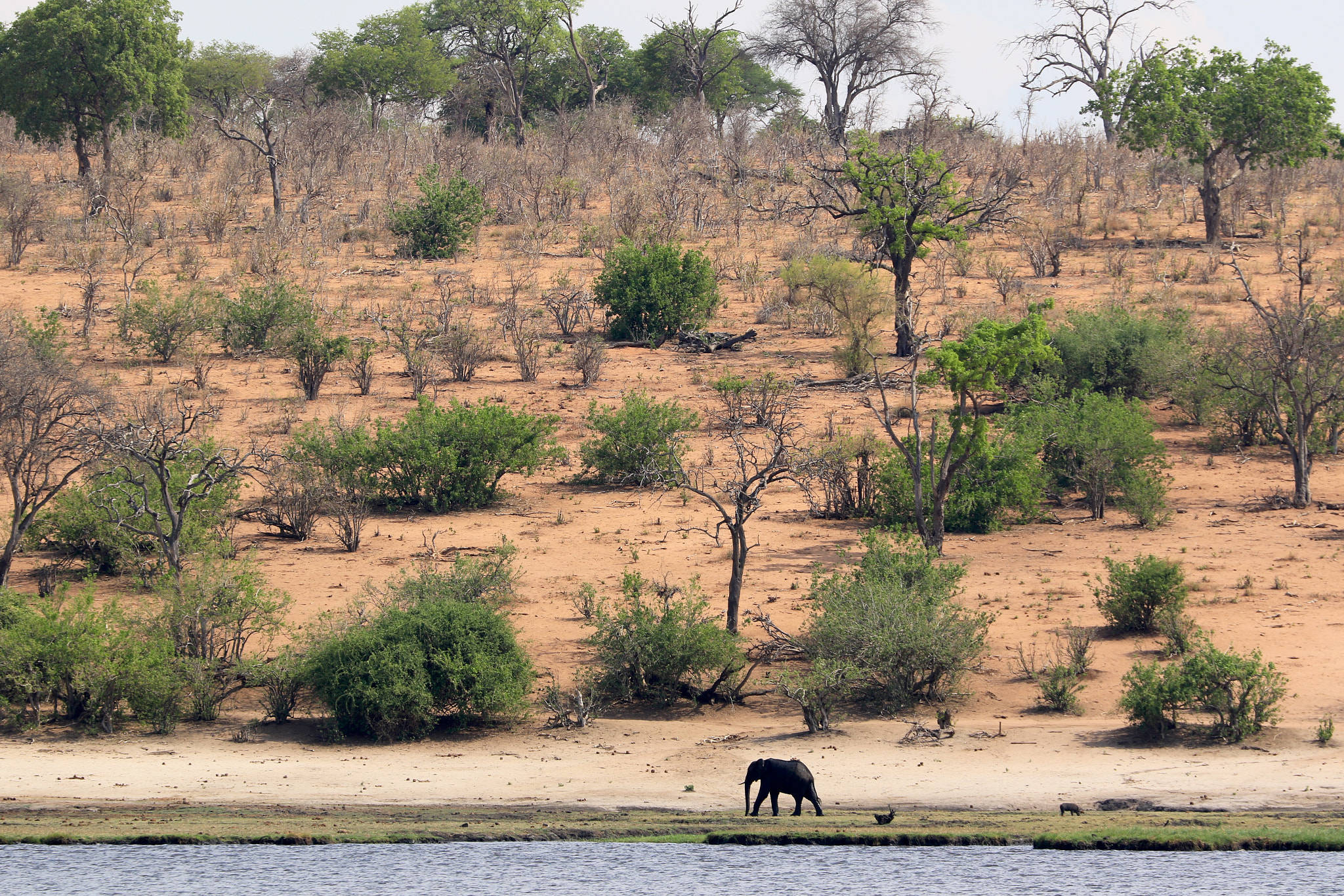 Canon EF 70-300mm F4-5.6L IS USM sample photo. Elephant along chobe river photography