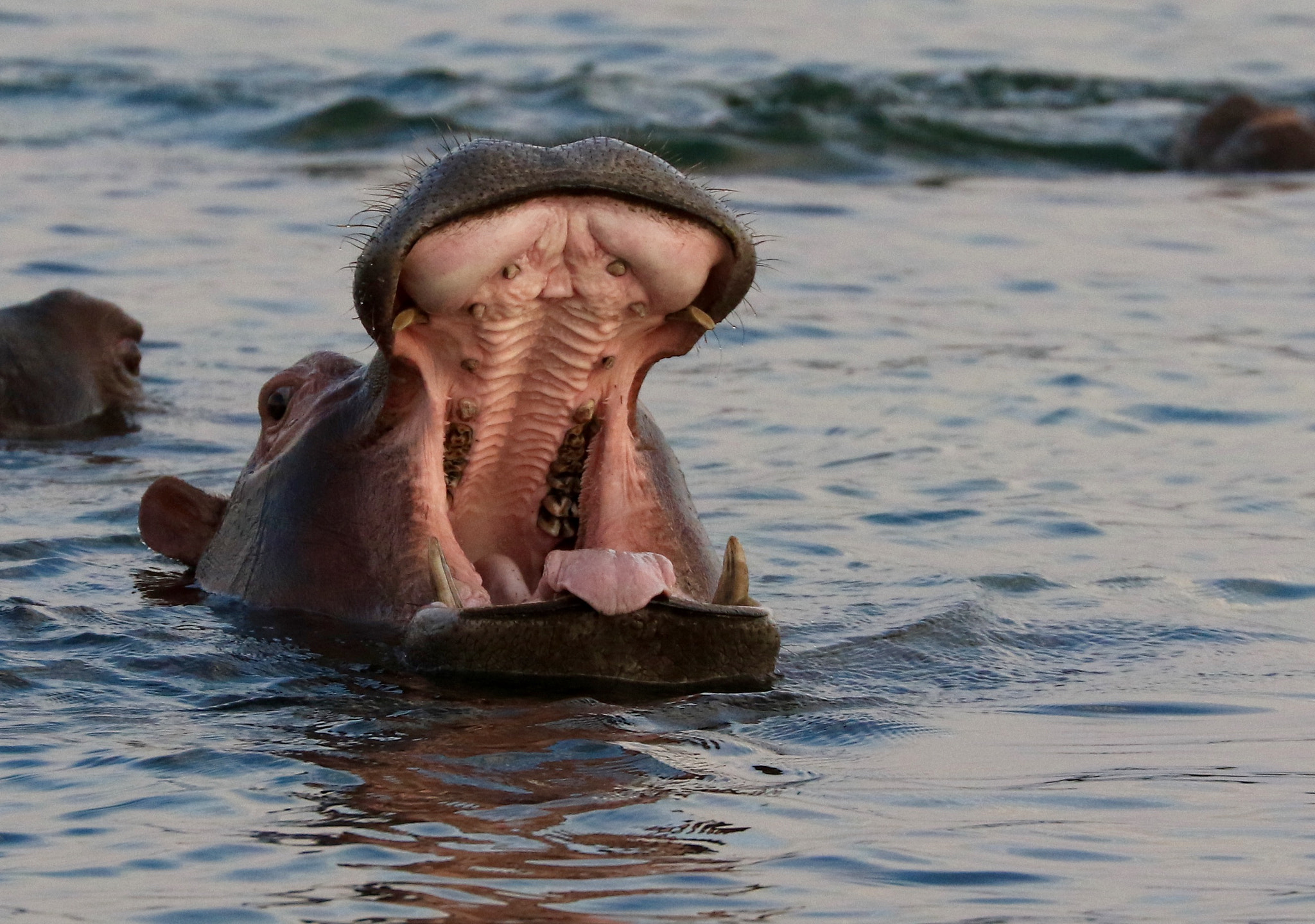 Canon EF 70-300mm F4-5.6L IS USM sample photo. Rhino on chobe river photography