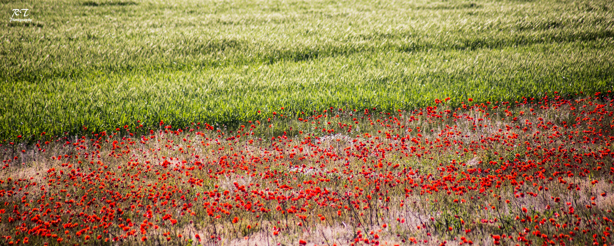 Canon EF 100-300mm F4.5-5.6 USM sample photo. Poppy's field photography