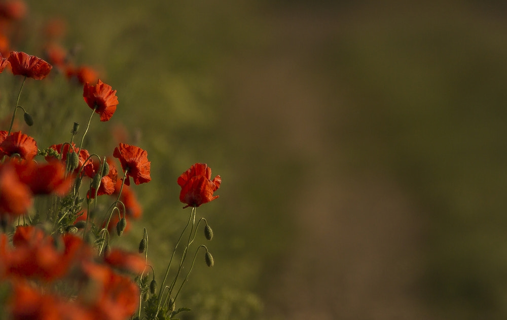 Canon EF 100-400mm F4.5-5.6L IS II USM sample photo. Mohn photography