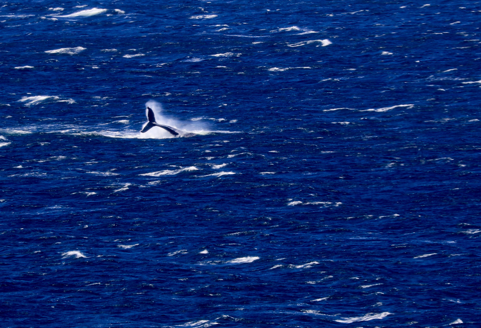 Canon EF 70-300mm F4-5.6L IS USM sample photo. Baleine photography