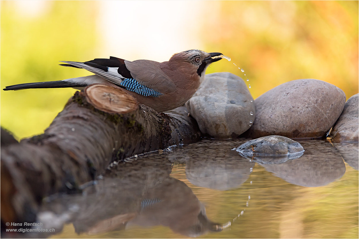 Nikon D5 sample photo. Eurasian jay / eichelhäher photography