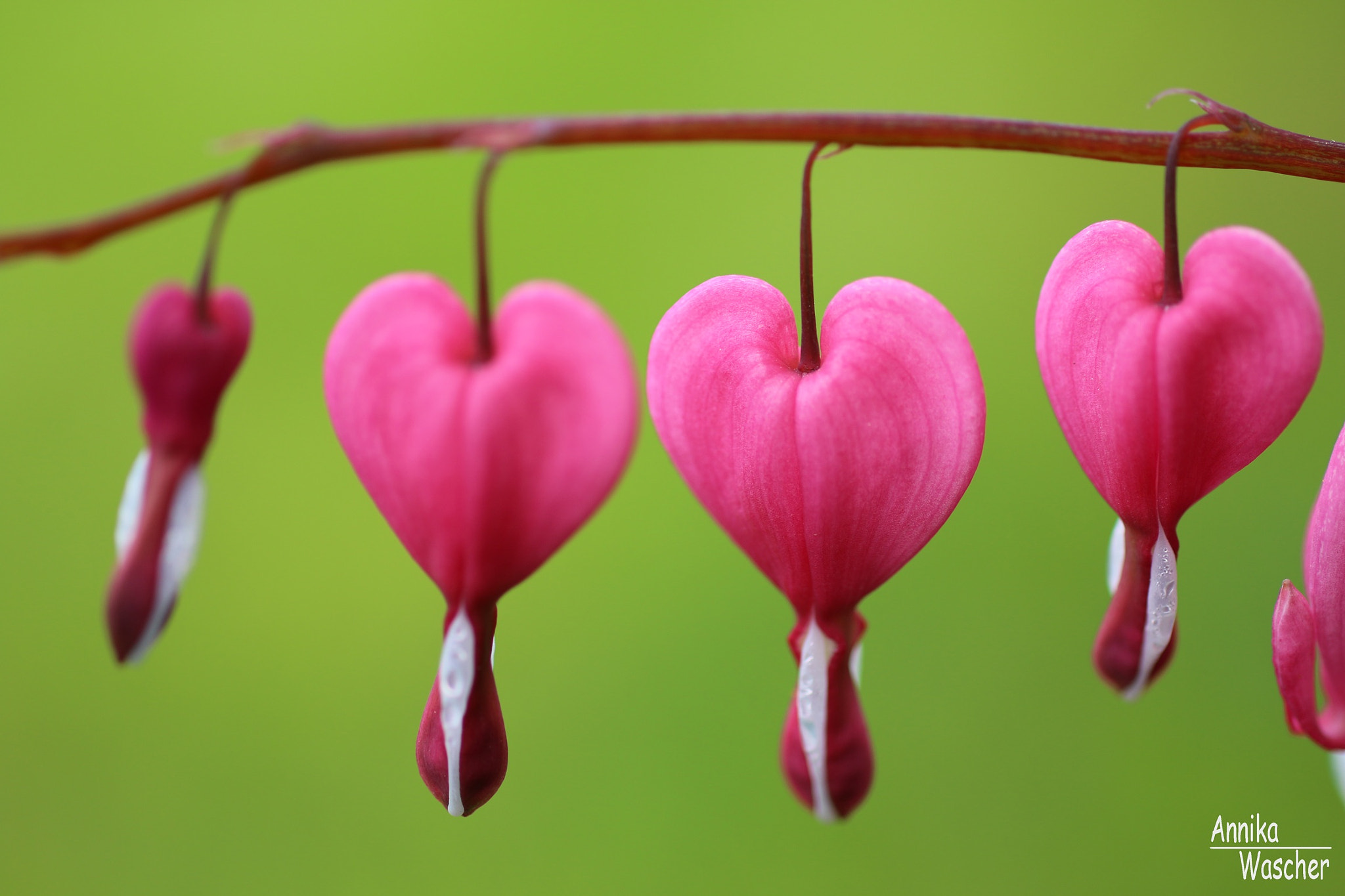 Canon EOS 70D + Sigma 18-50mm f/2.8 Macro sample photo. Bleeding heart photography