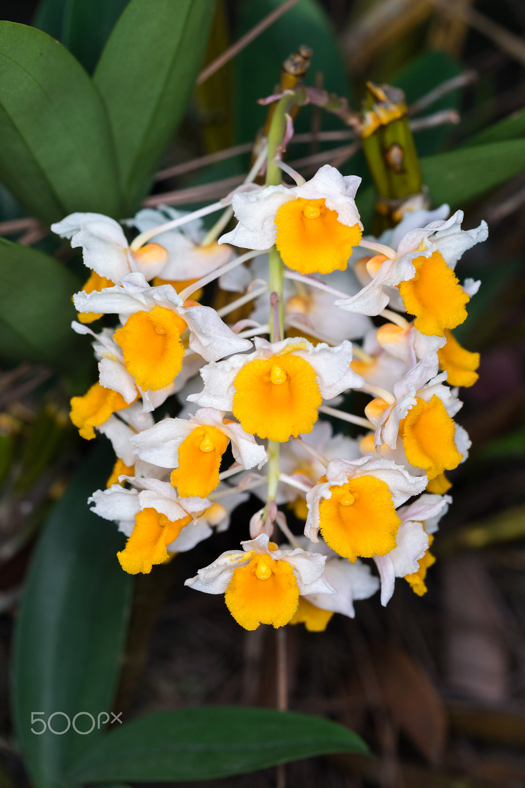 Nikon AF-S Micro-Nikkor 60mm F2.8G ED sample photo. Dendrobium thyrsiflorum orchids photography