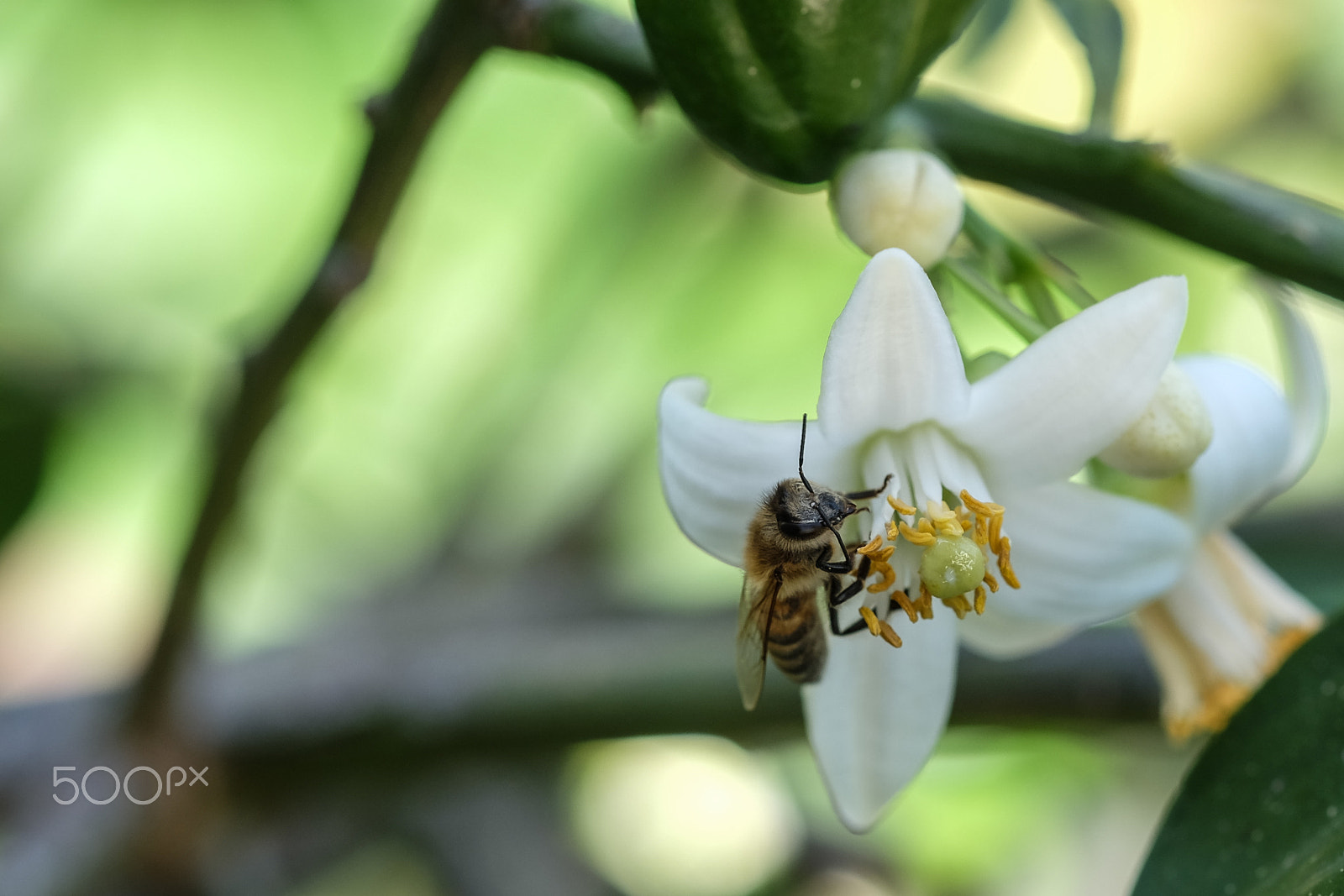 Fujifilm X-M1 + Fujifilm XF 60mm F2.4 R Macro sample photo. Honey photography