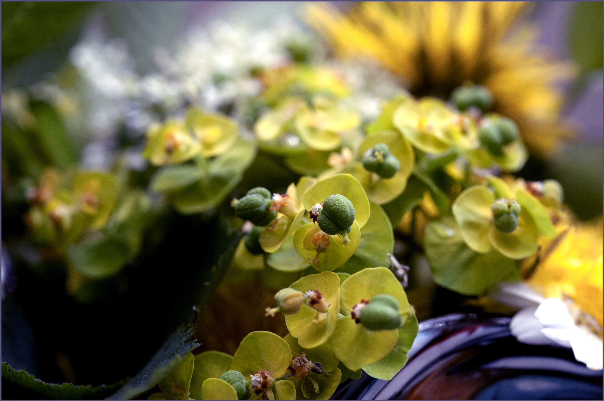 Nikon D700 + AF Micro-Nikkor 60mm f/2.8 sample photo. *** photography