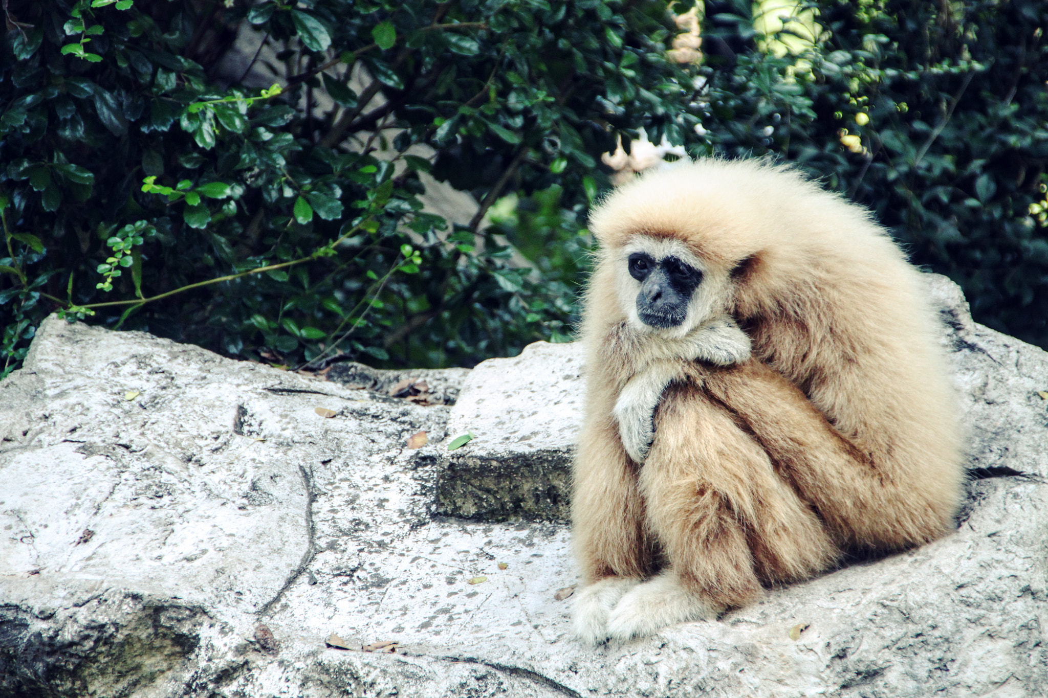 Canon EOS 500D (EOS Rebel T1i / EOS Kiss X3) sample photo. The sad gibbon photography