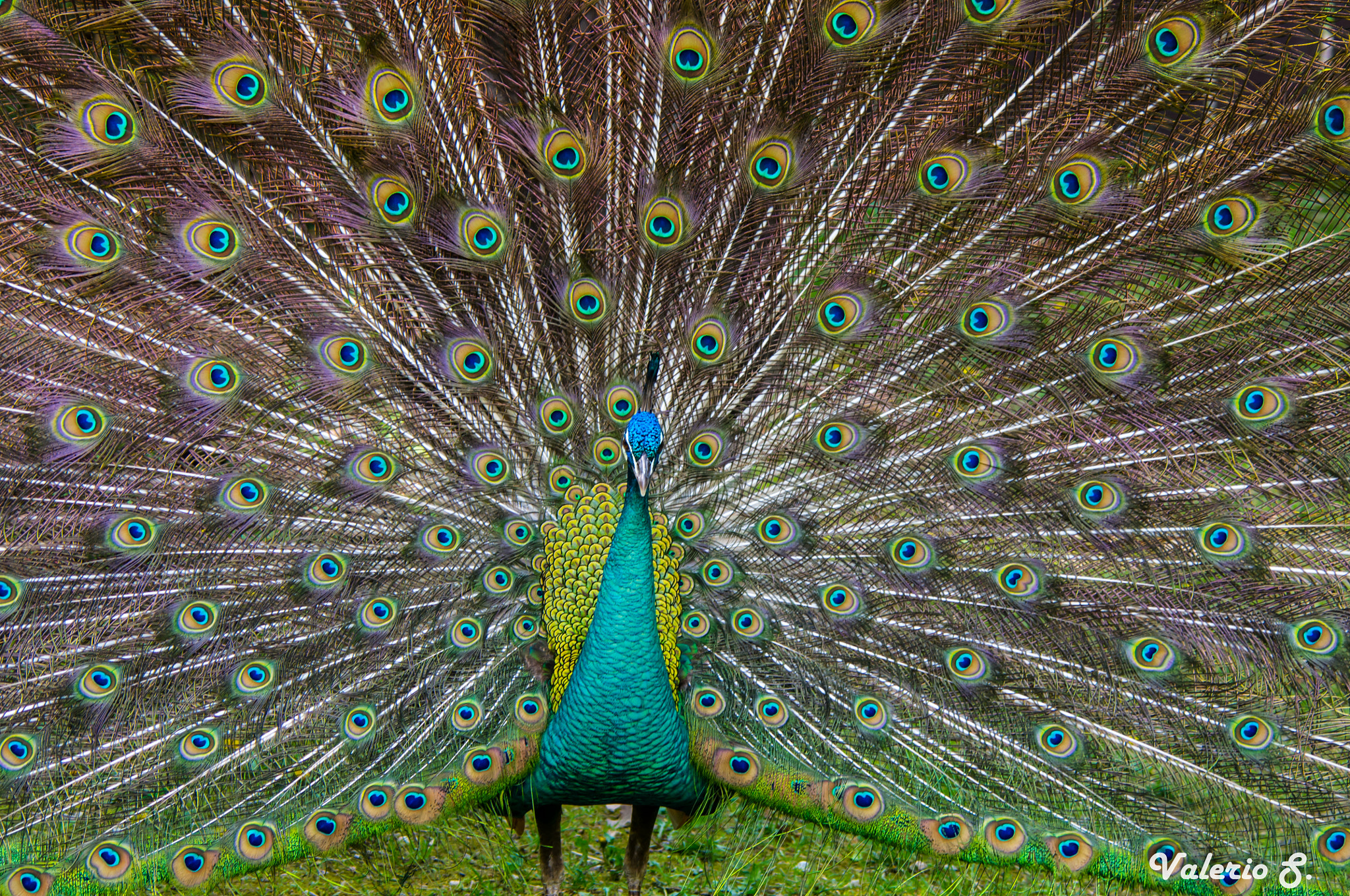 Pentax K-x sample photo. The peacock's wheel photography