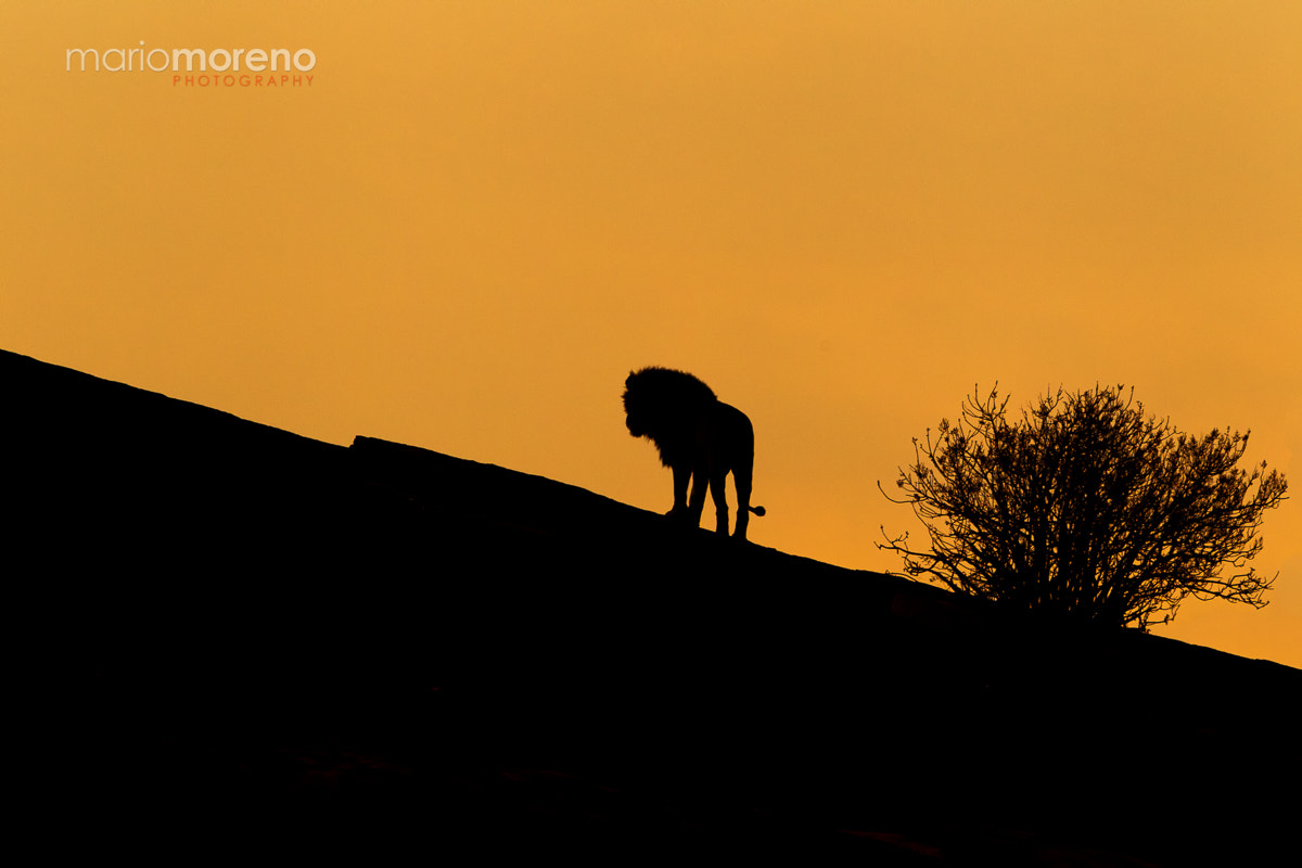 Canon EOS-1D Mark IV + Canon EF 300mm F2.8L IS USM sample photo. The king's silhouette photography