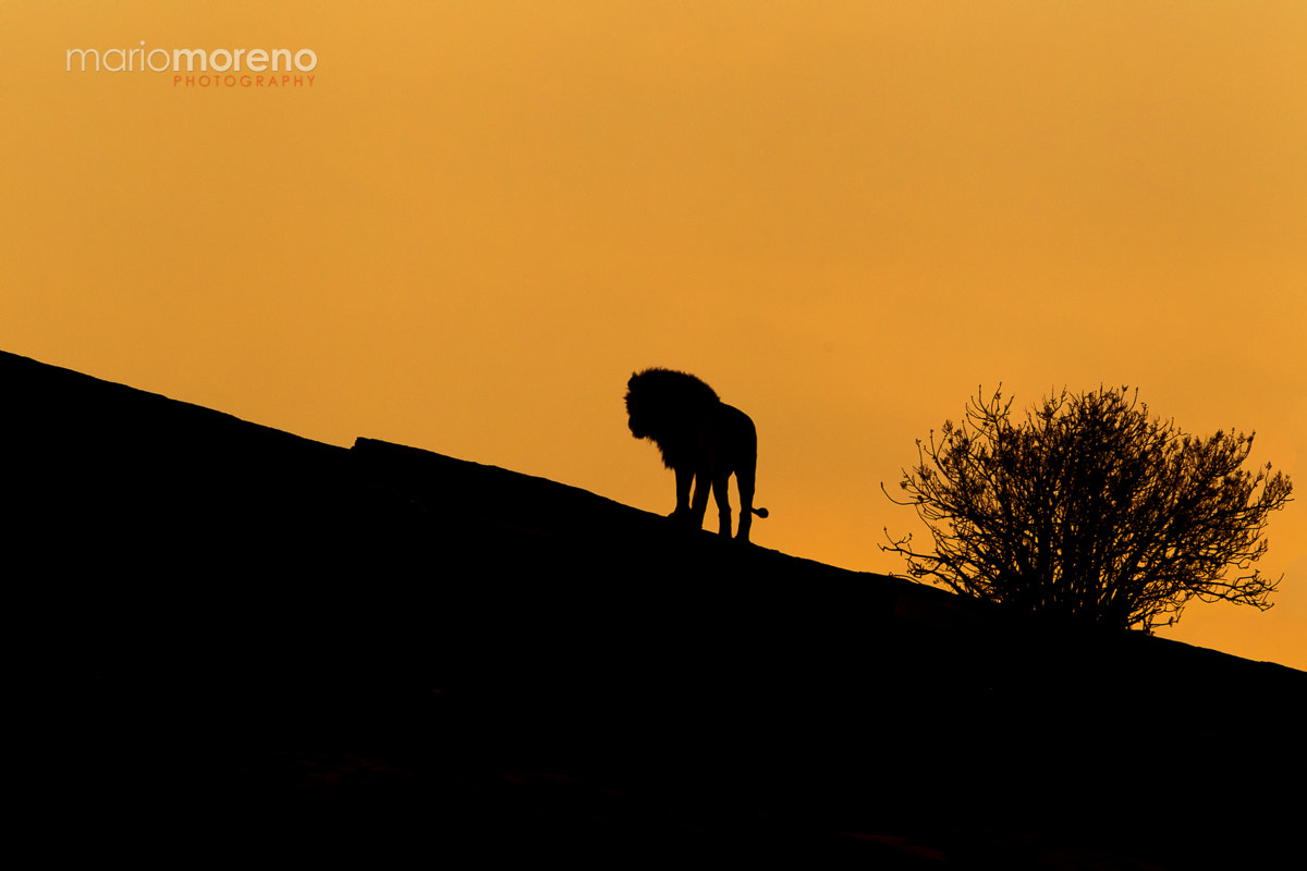 Canon EF 300mm F2.8L IS USM sample photo. The king's silhouette photography