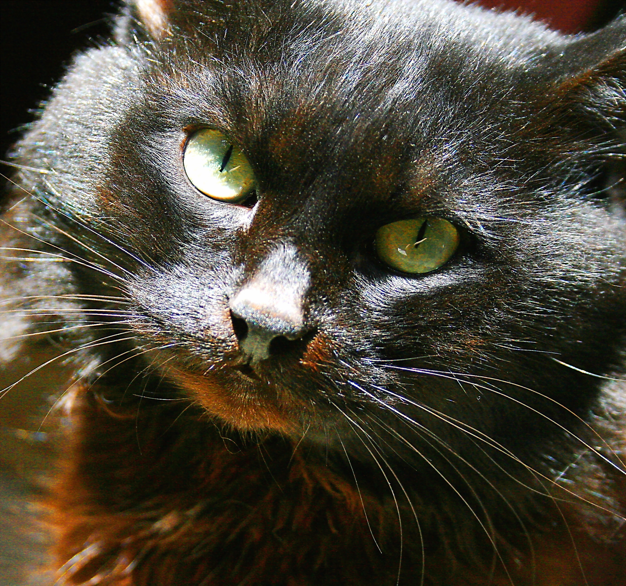 Canon EF-S 18-55mm F3.5-5.6 sample photo. Yeiiow eyes. photography