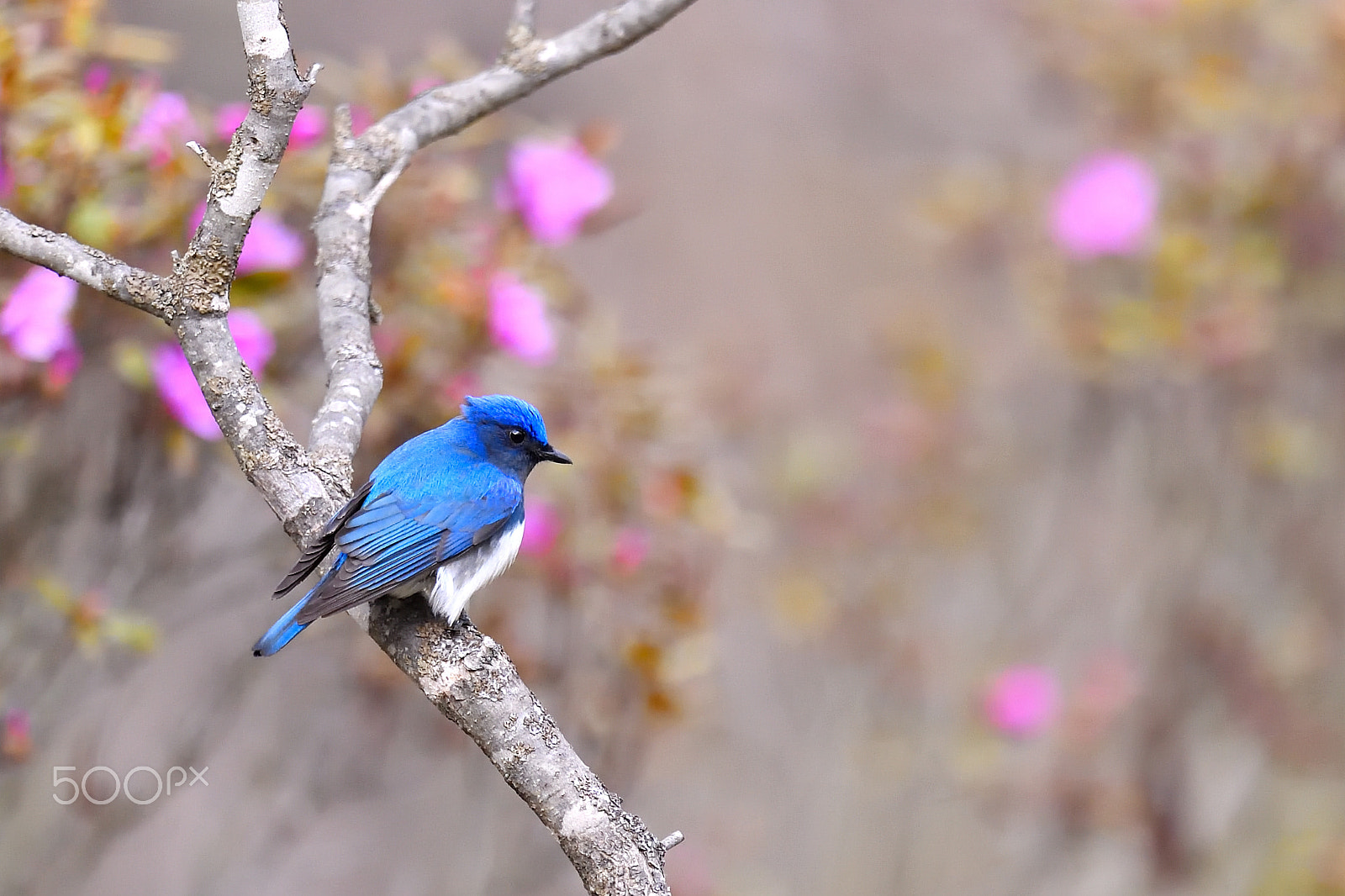 Nikon AF-S Nikkor 600mm F4G ED VR sample photo. Blue bird of the happiness photography