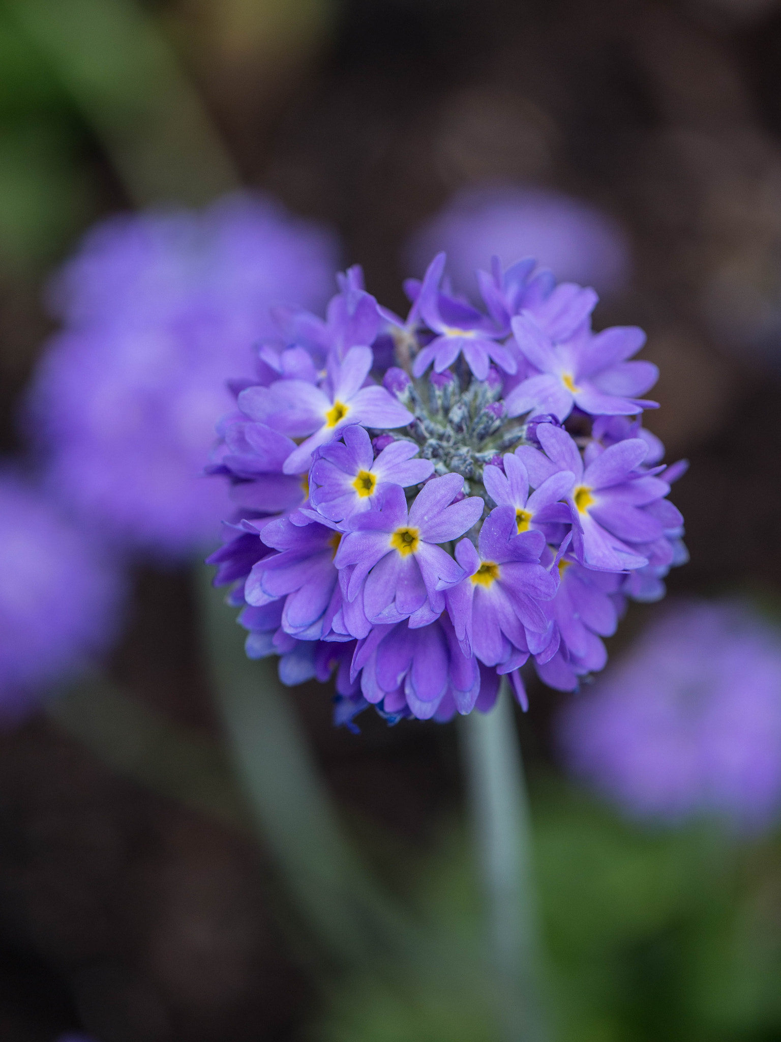 Panasonic Lumix DMC-G5 sample photo. -1604_erbg018018.jpg photography