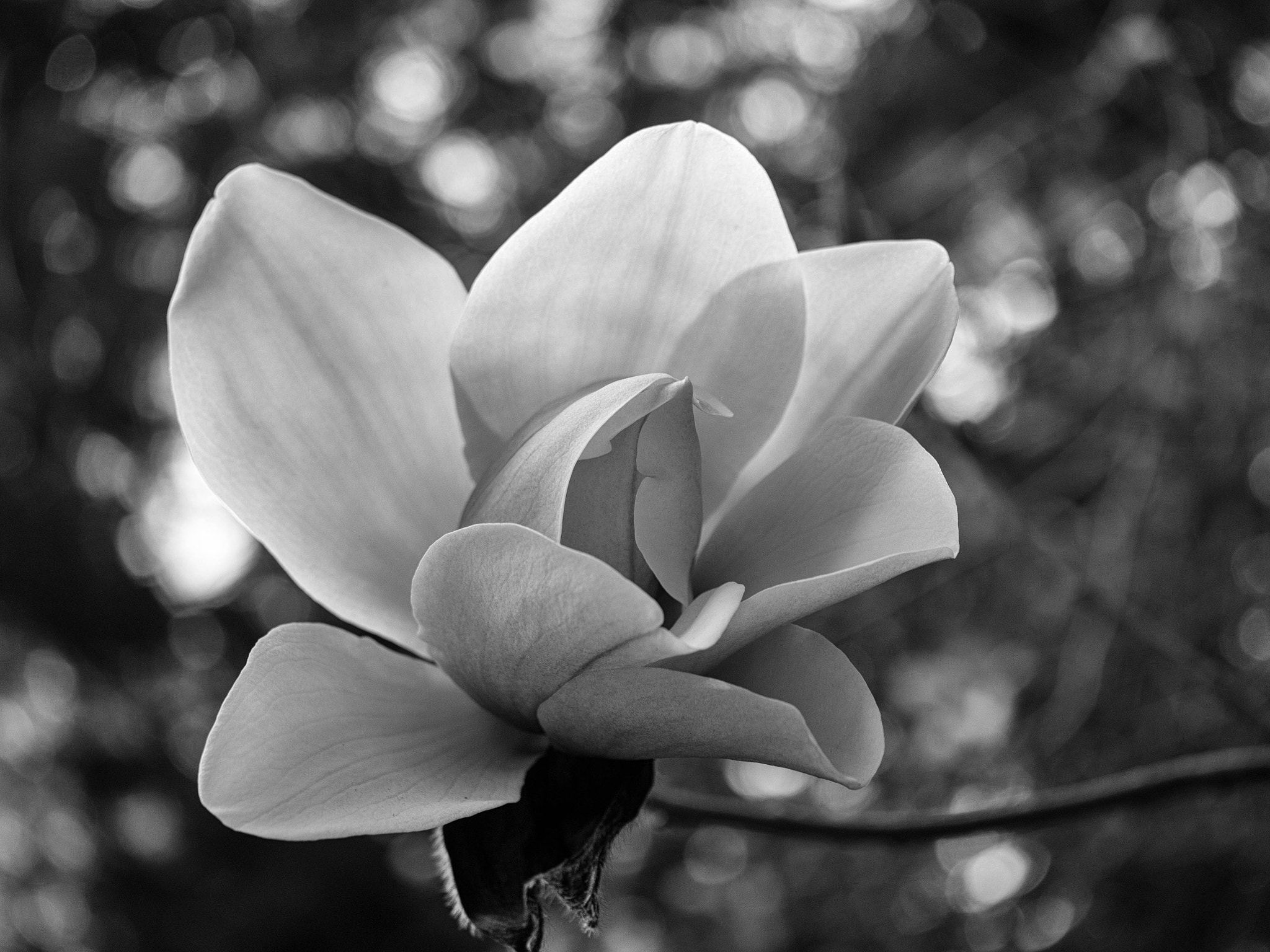 Panasonic Lumix DMC-G5 sample photo. -1604_erbg025025-edit.jpg photography