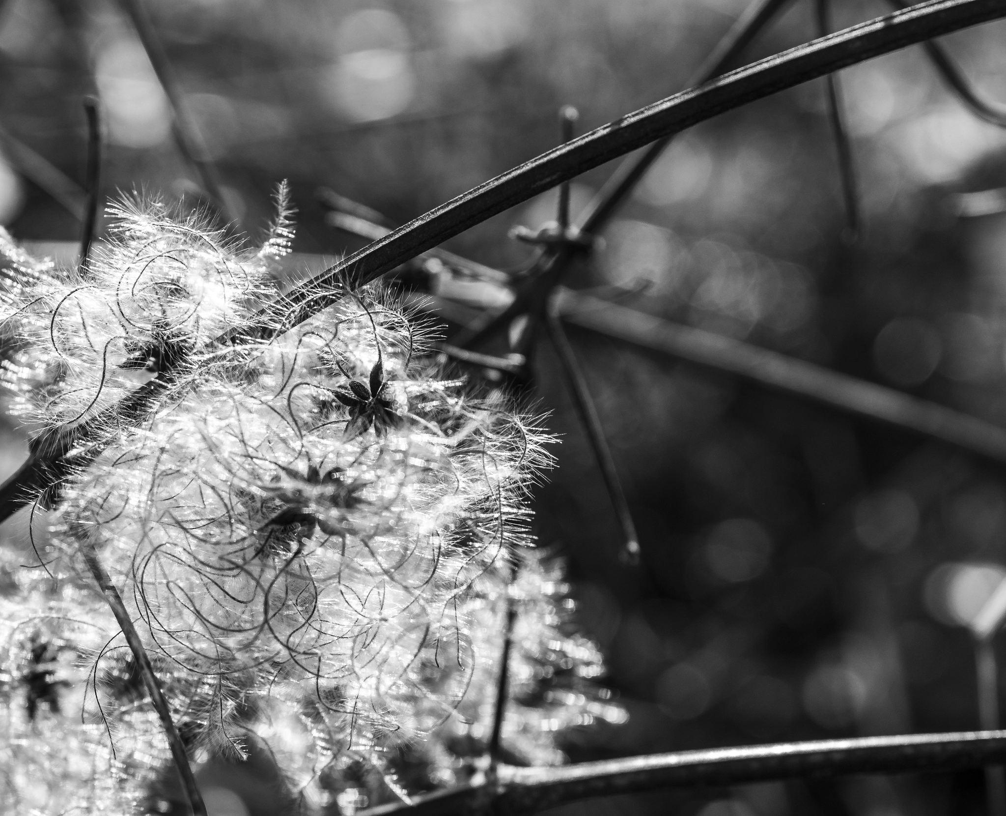 Sigma 50mm F2.8 EX DG Macro sample photo. Clématite en hiver photography
