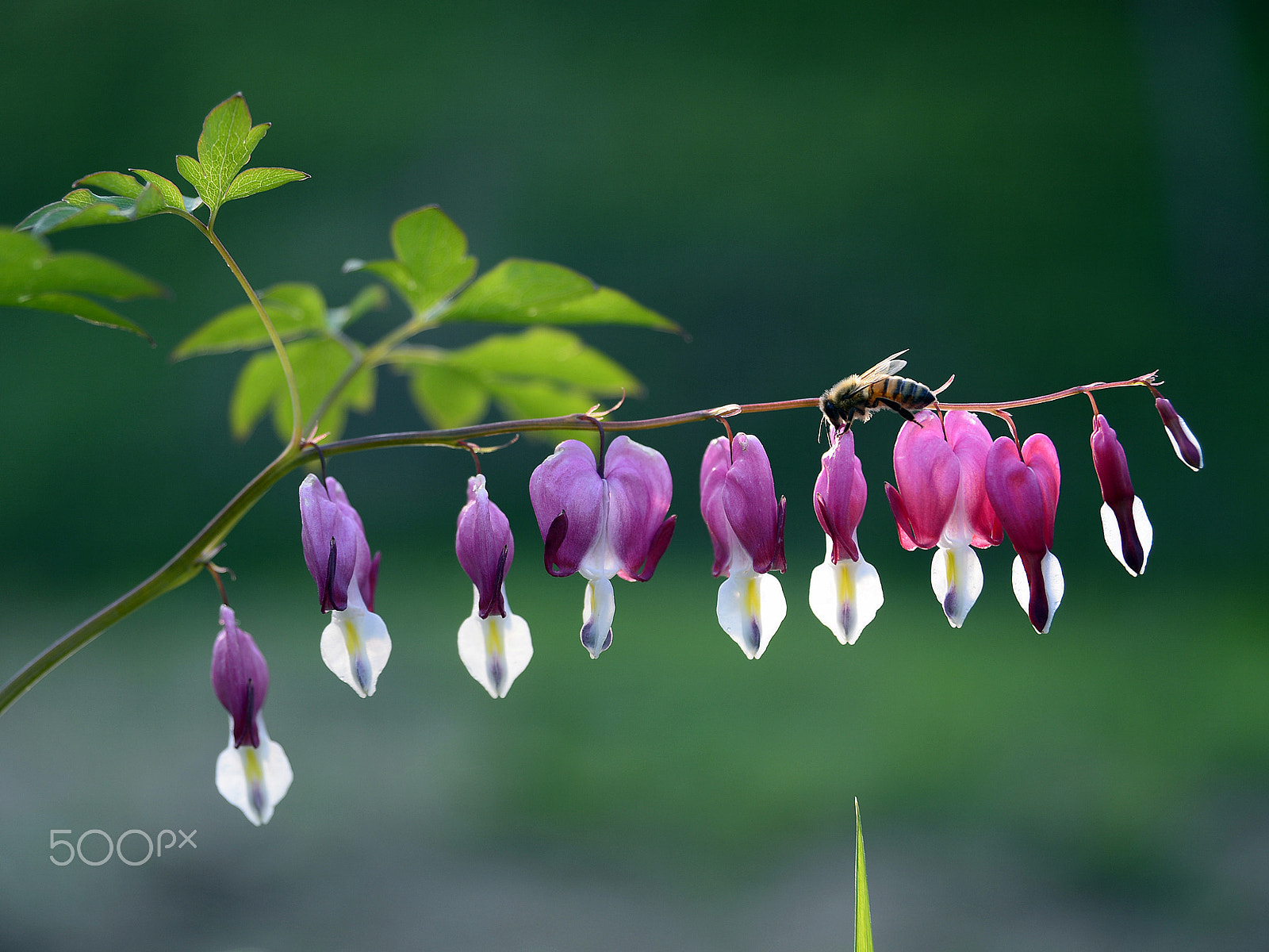Nikon AF Nikkor 24-85mm F2.8-4D IF sample photo. Bee and bleeding heart photography
