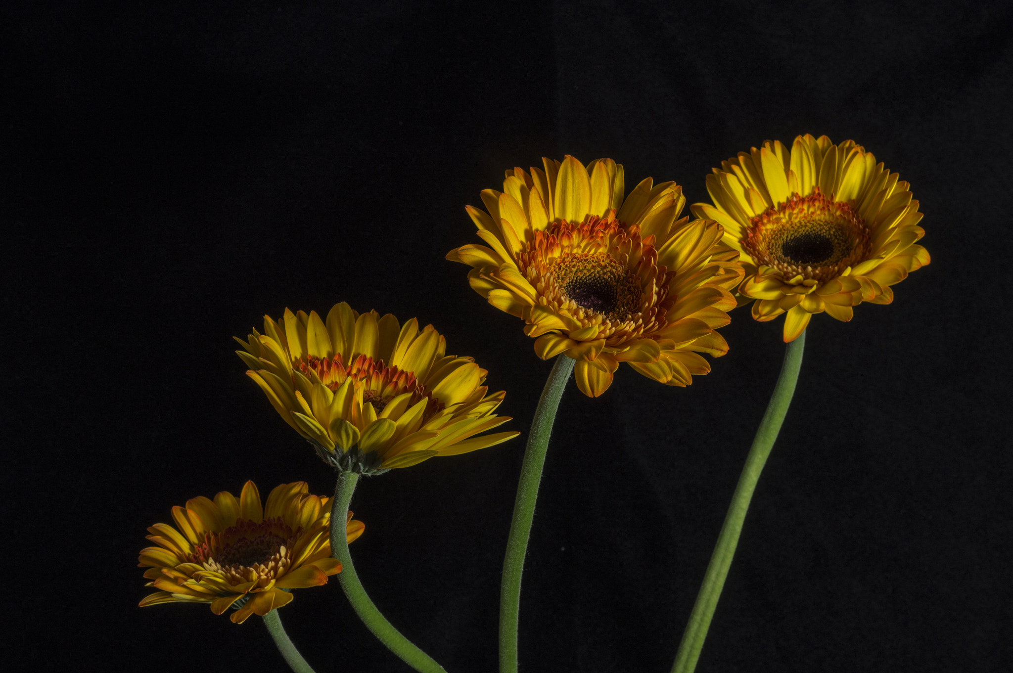 Sony SLT-A57 sample photo. Gerbera photography