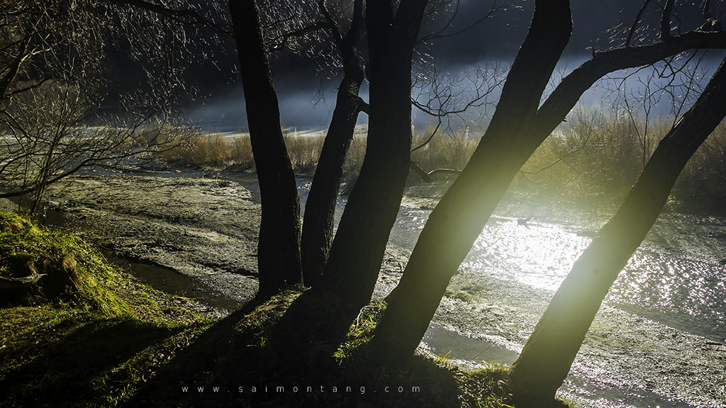 Canon EOS 5D + EF28-70mm f/2.8L USM sample photo. Mystic forest photography